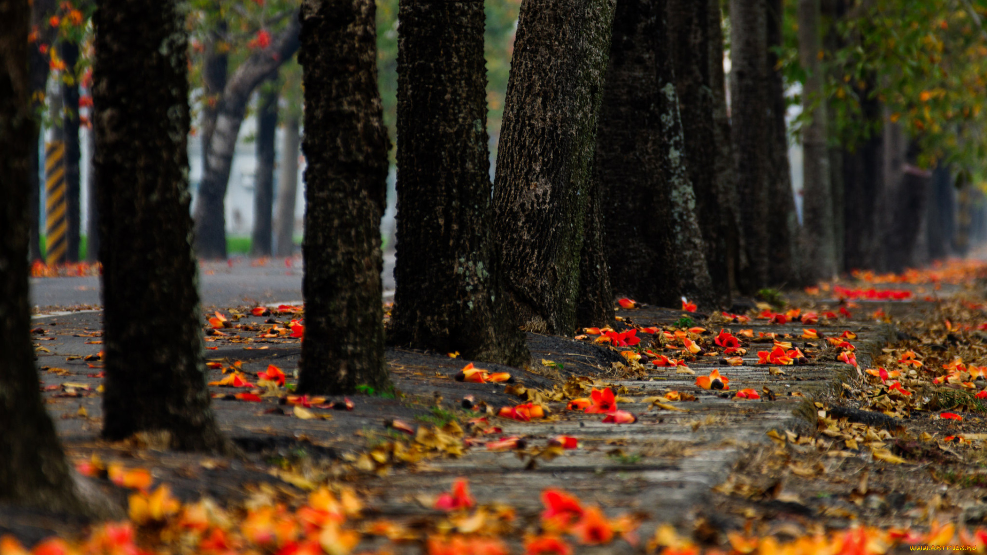 природа, парк, осень