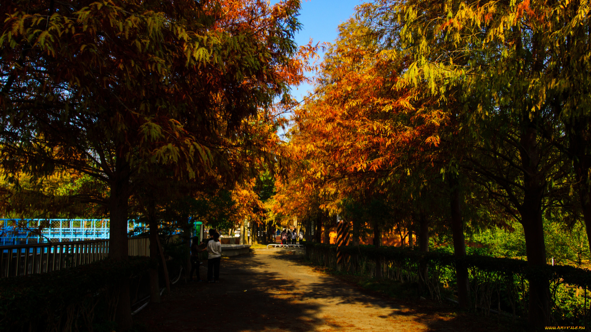 природа, парк, осень