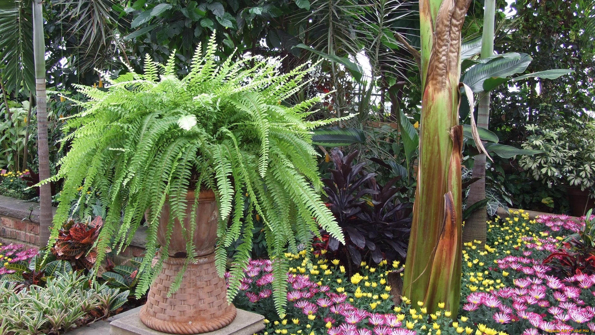 природа, парк, сад, ботанический