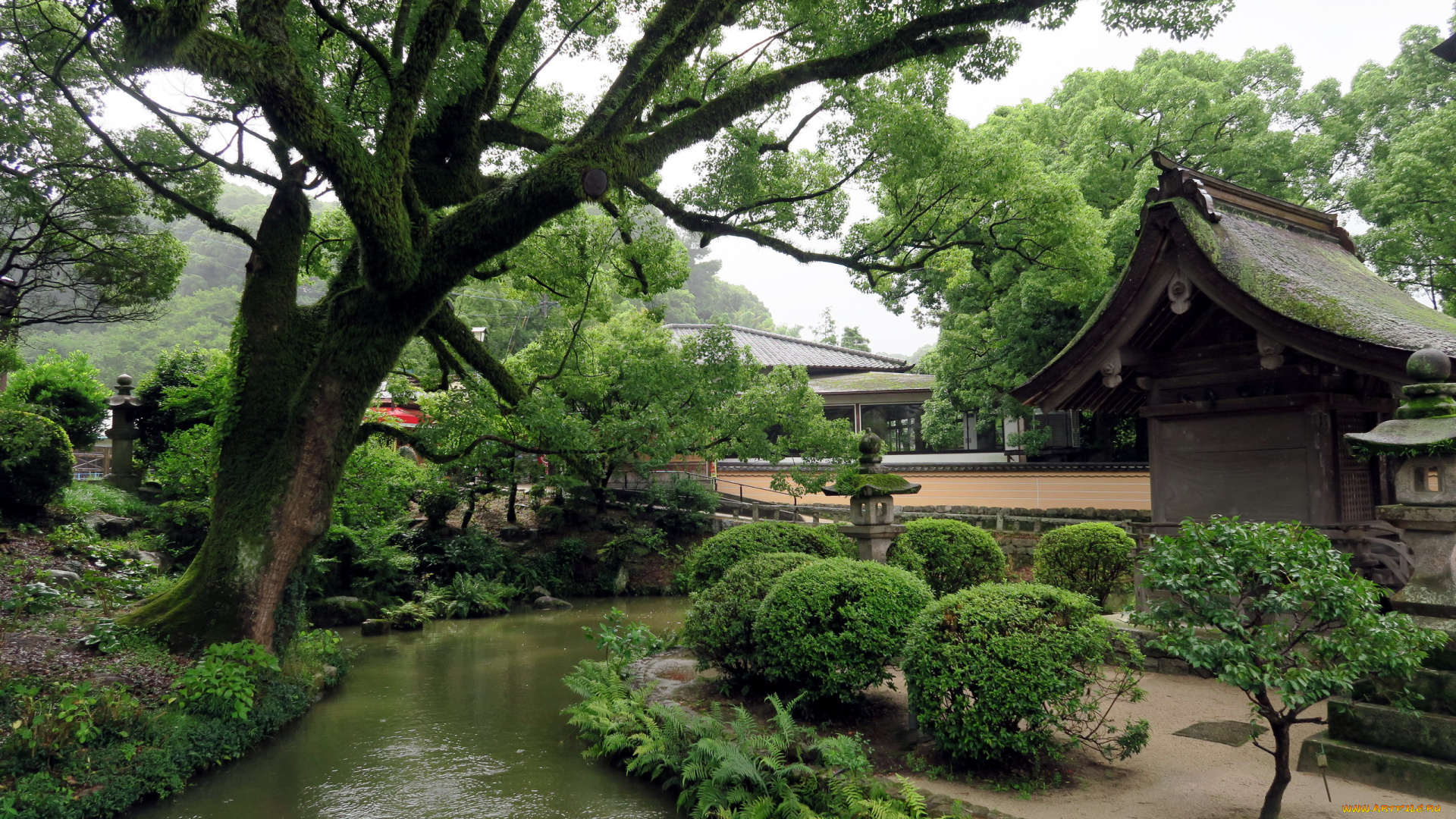 природа, парк, сад, японский