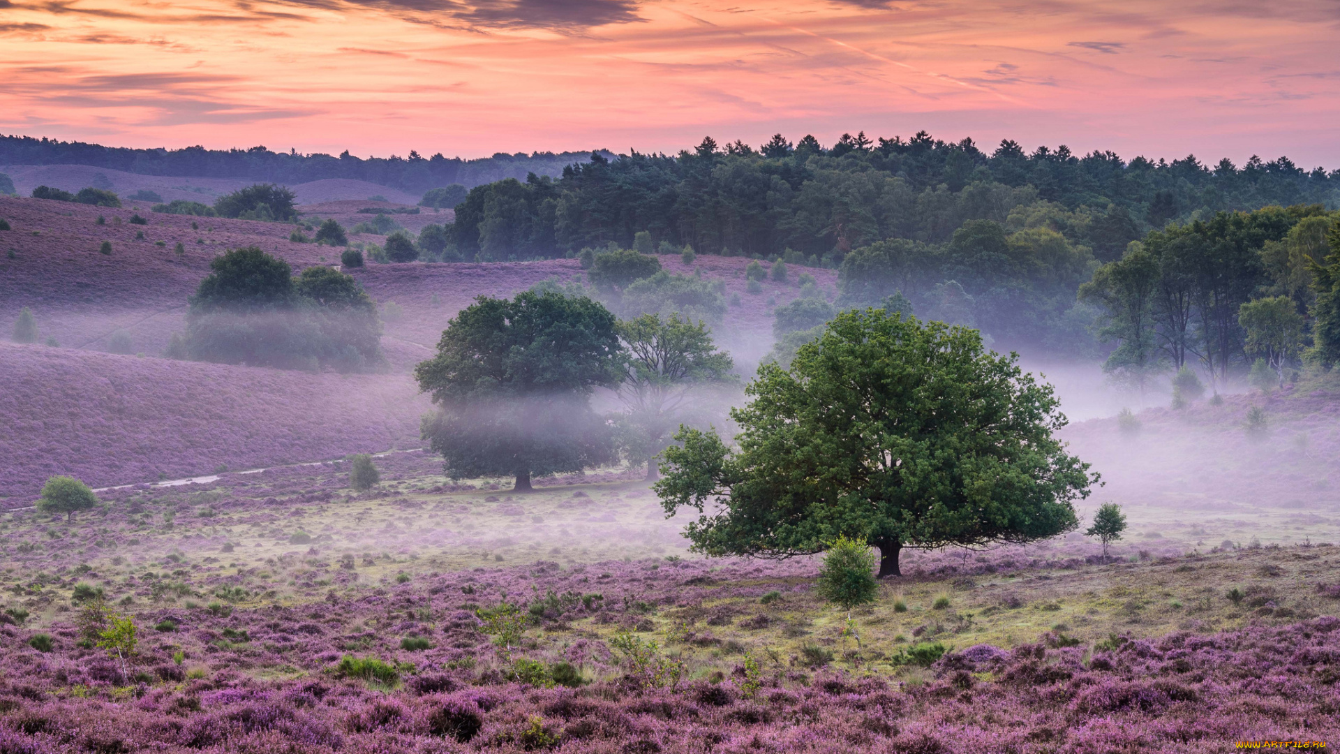 природа, пейзажи, утро, деревья, туман