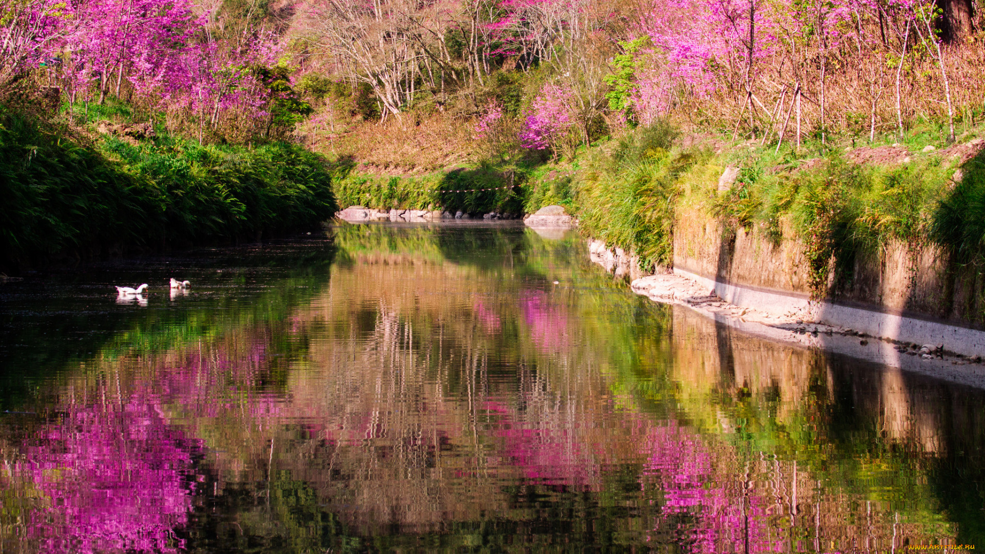 природа, реки, озера, озеро