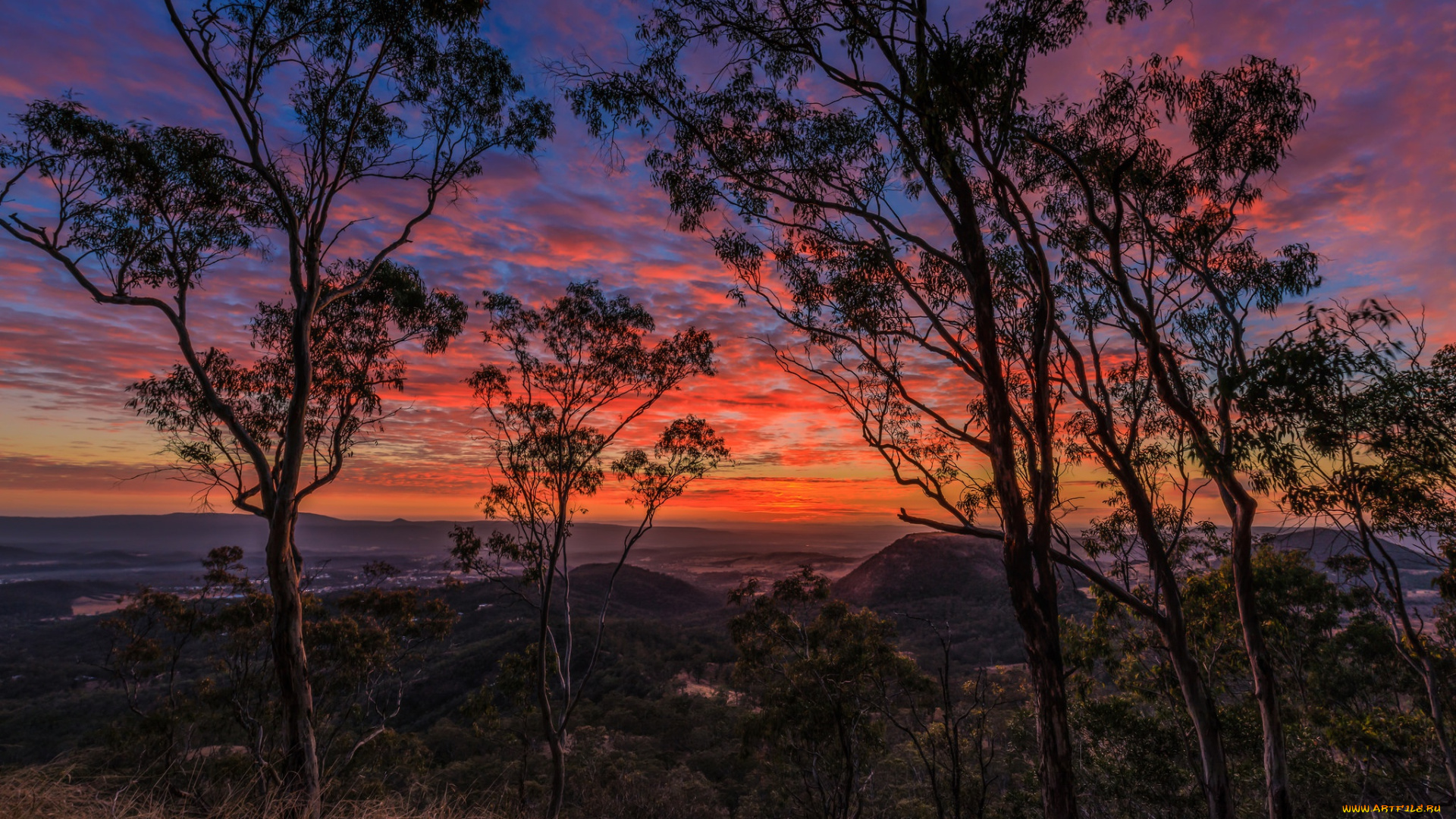 природа, восходы, закаты, восход, деревья, небо, утро, вид, рассвет