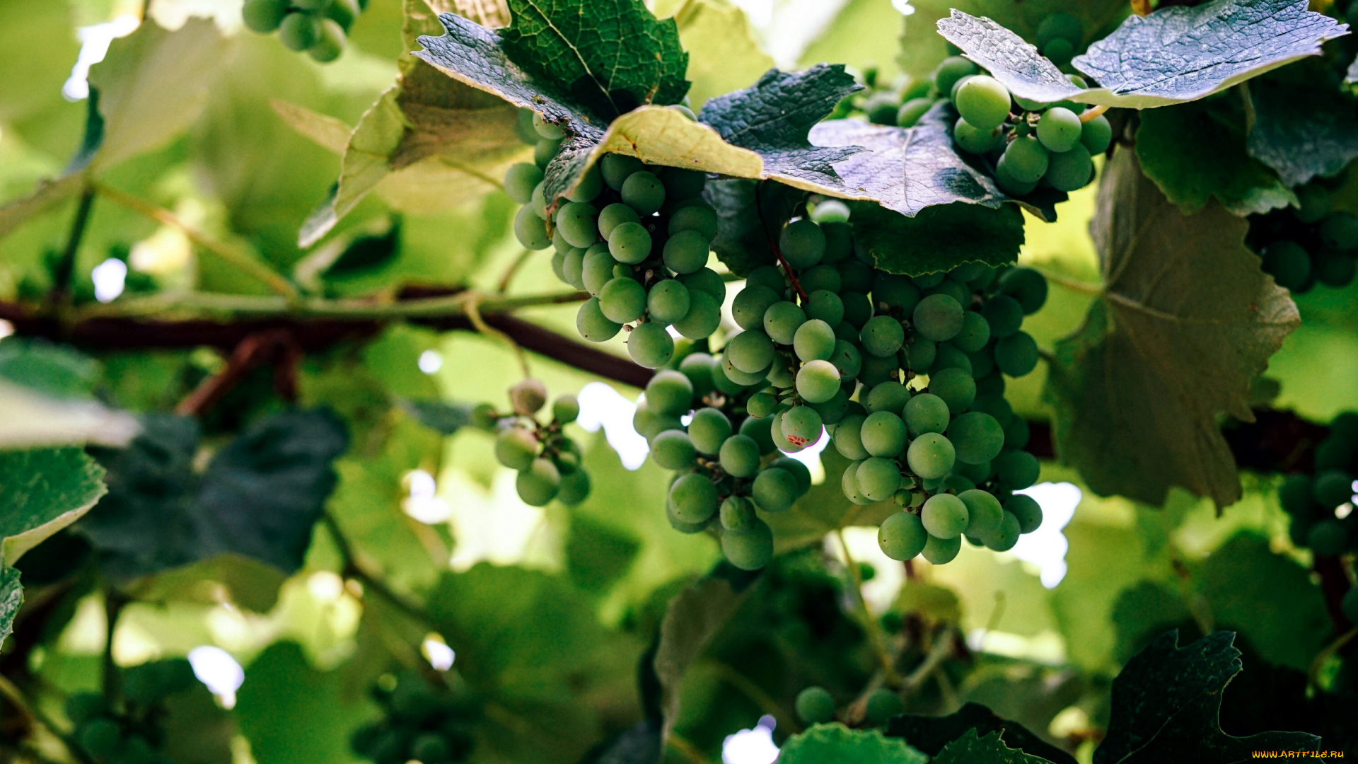 природа, Ягоды, , виноград, зеленый, виноград, гроздь