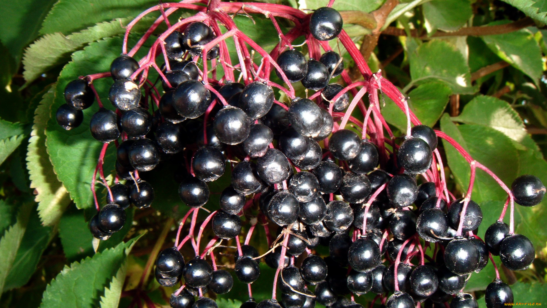 природа, Ягоды, бузина