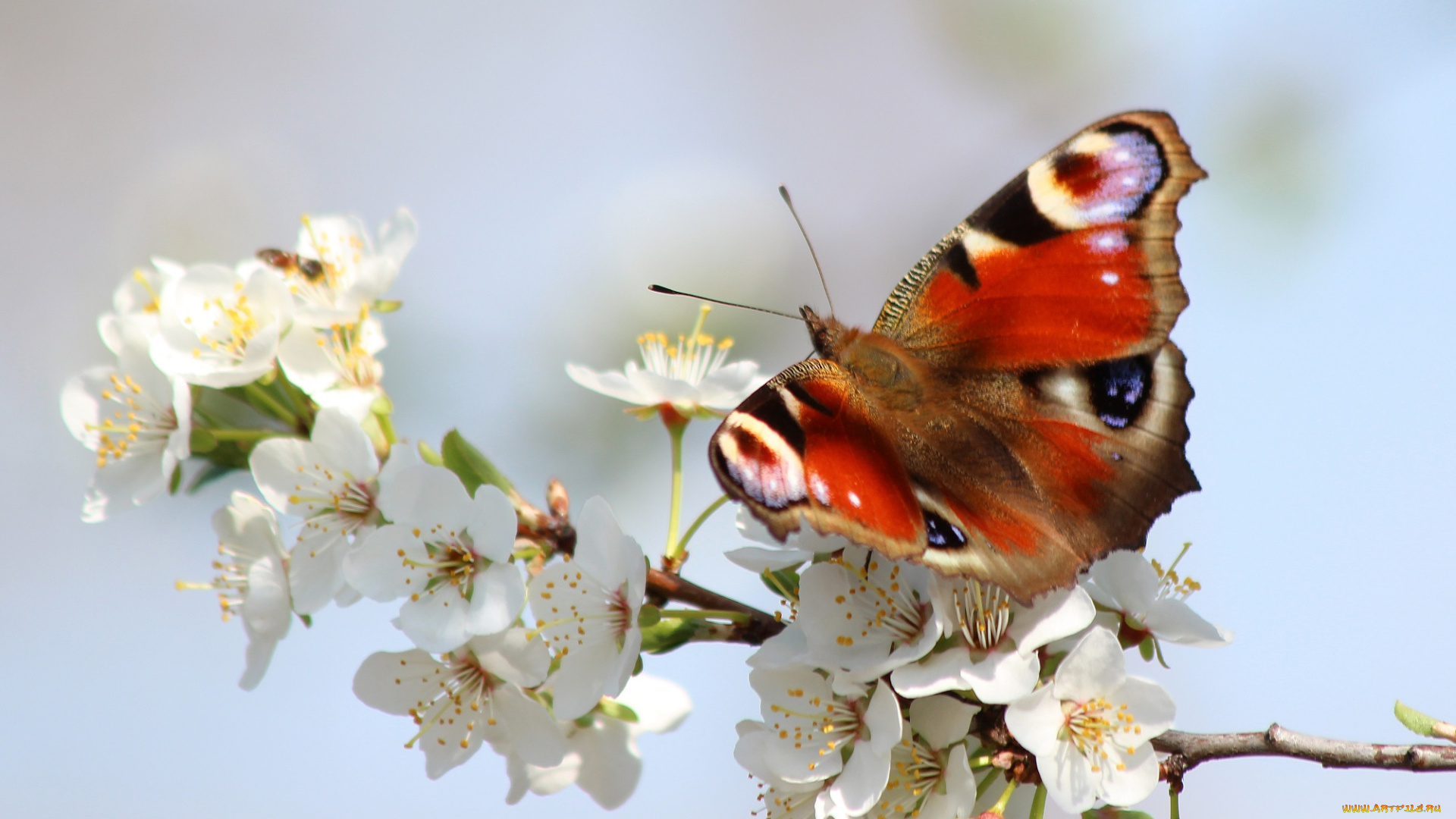 животные, бабочки, , мотыльки, , моли, весна, бабочка, цветение, павлиний, глаз, май, красота