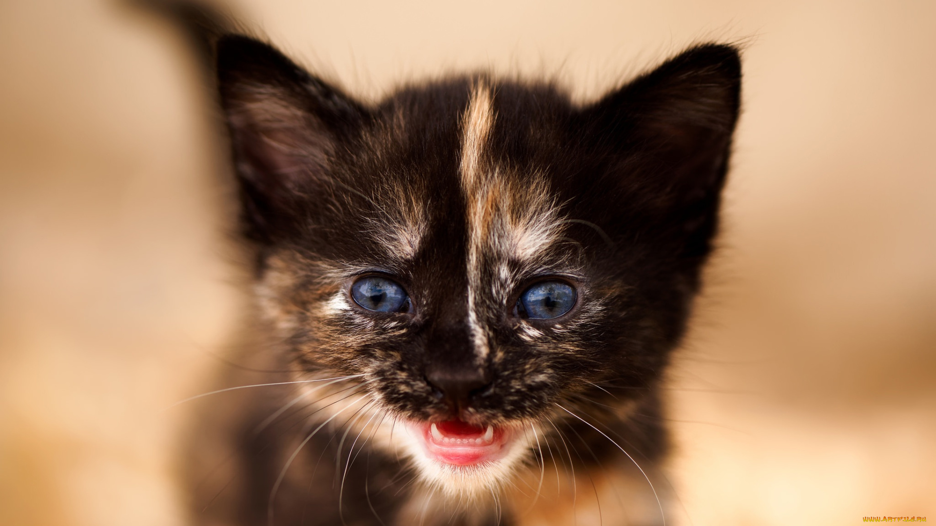 животные, коты, фон, взгляд, котёнок, малыш, мордочка