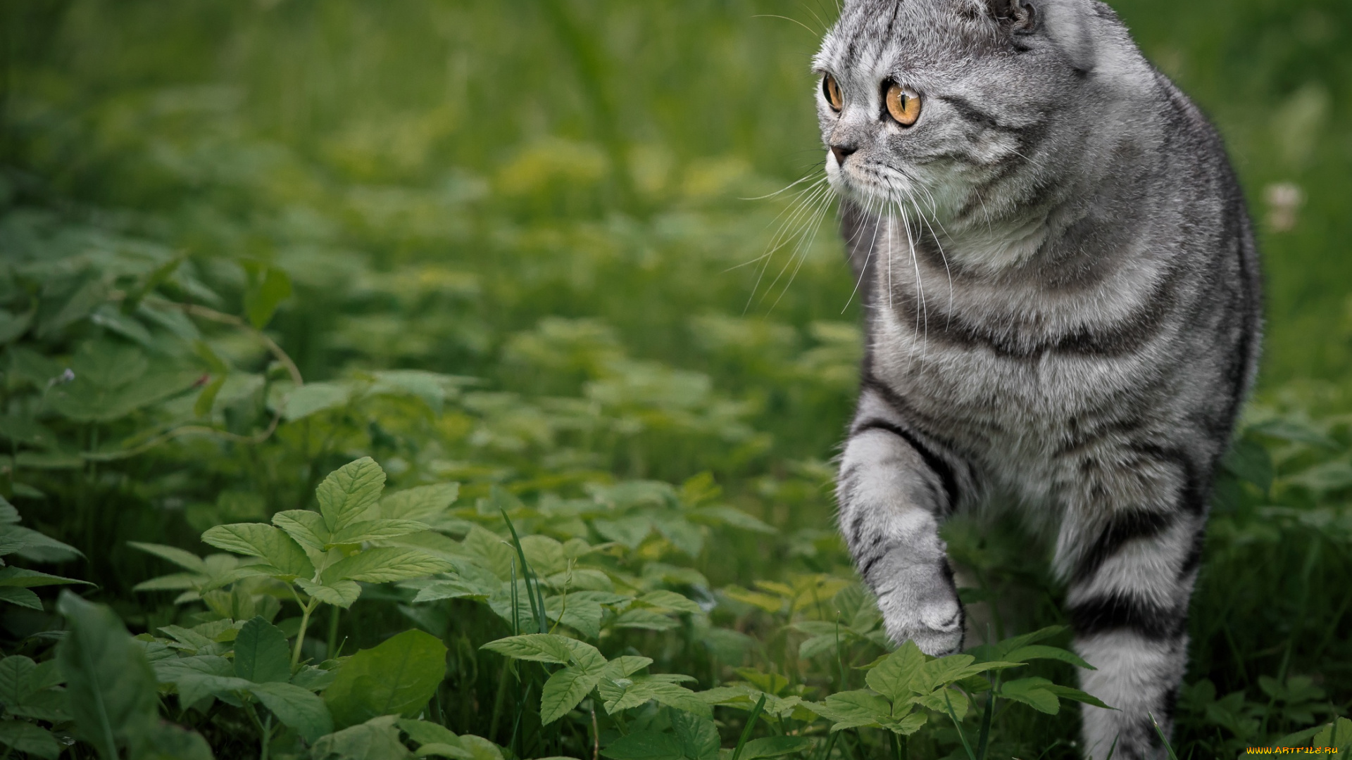 животные, коты, кошка, взгляд, портрет, мордочка