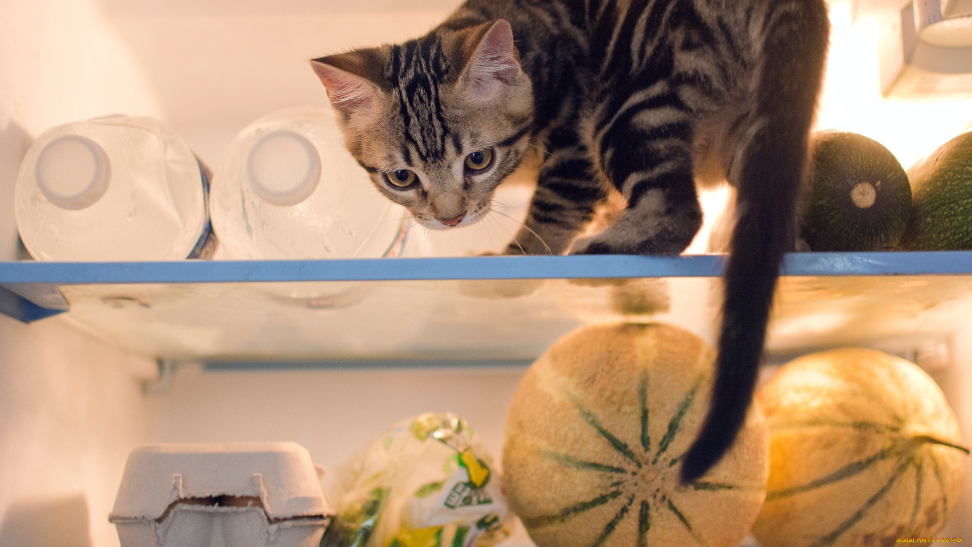 животные, коты, продукты, проказник, котёнок, холодильник, кошка