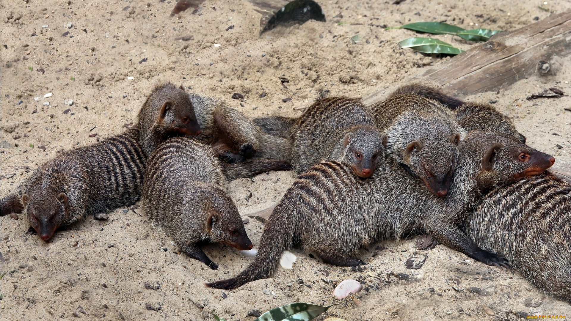 животные, мангусты, животный, мир, зоопарк, лежбище, отдых, песок, природа, семья, фауна, хищник, экзотика