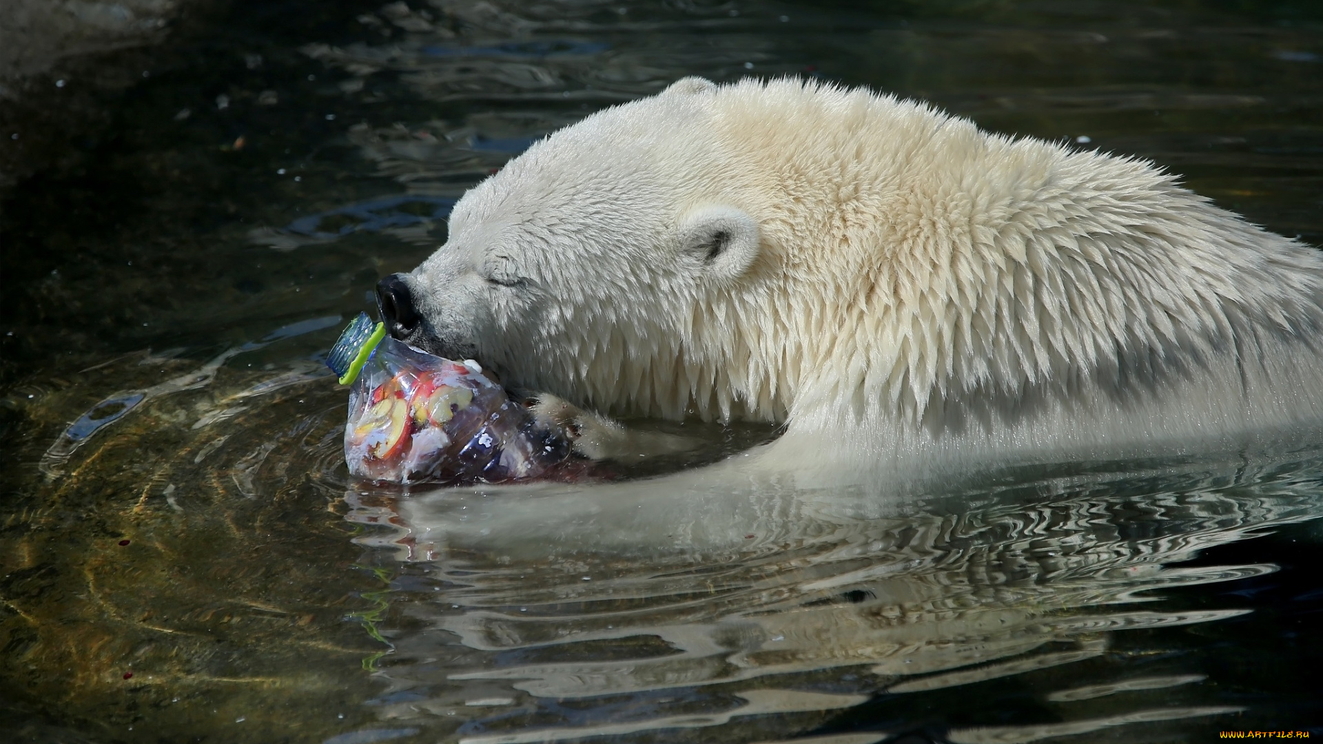 животные, медведи, бассейн, белые, бутылка, вода, жанр, жест, животный, мир, зарисовка, зоопарк, медвежата, ныряние, питание, плавание, природа, сладости, сюжет, фауна, экзотика