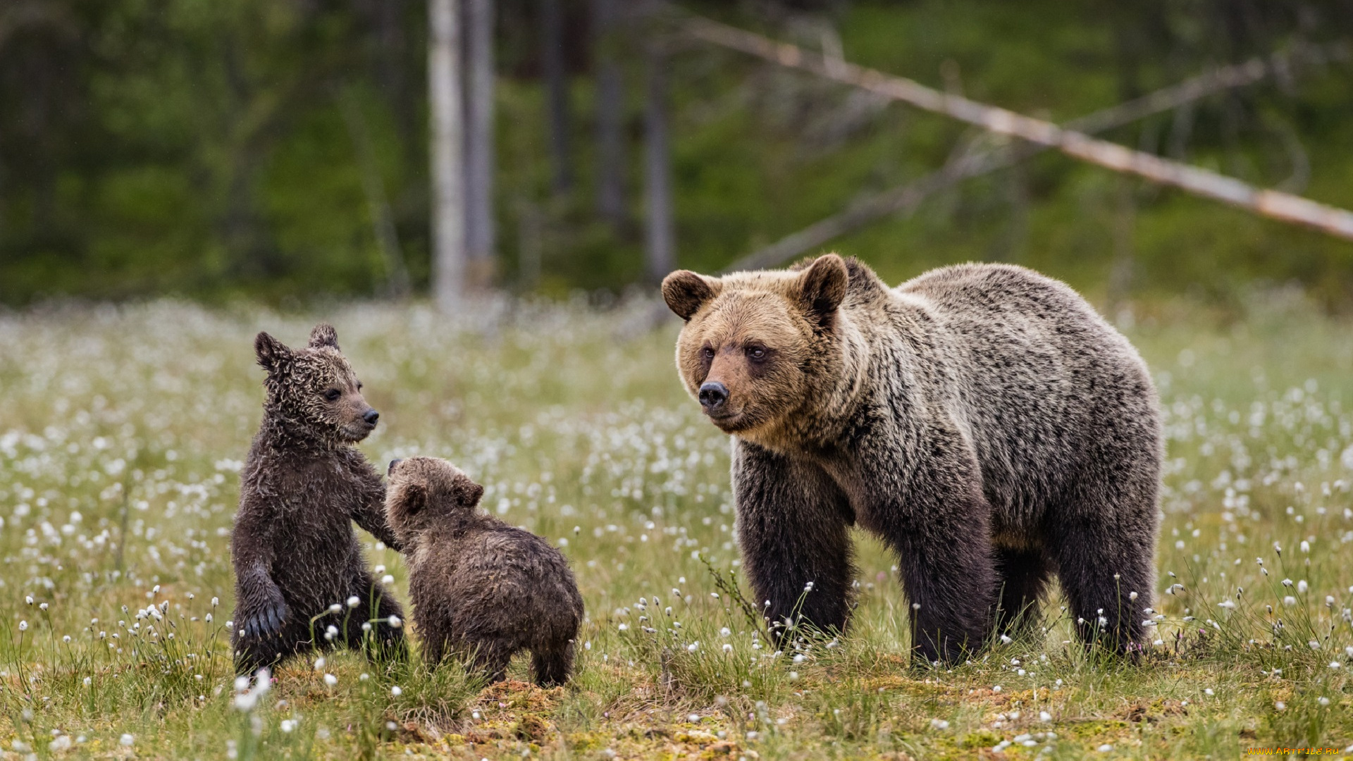 животные, медведи, мишки, мама, дети, поле, лес, луг, природа