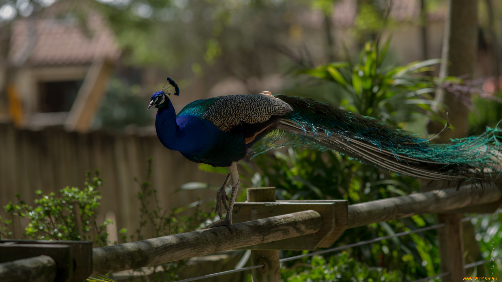 животные, павлины, окрас, цвета, павлин, перышки