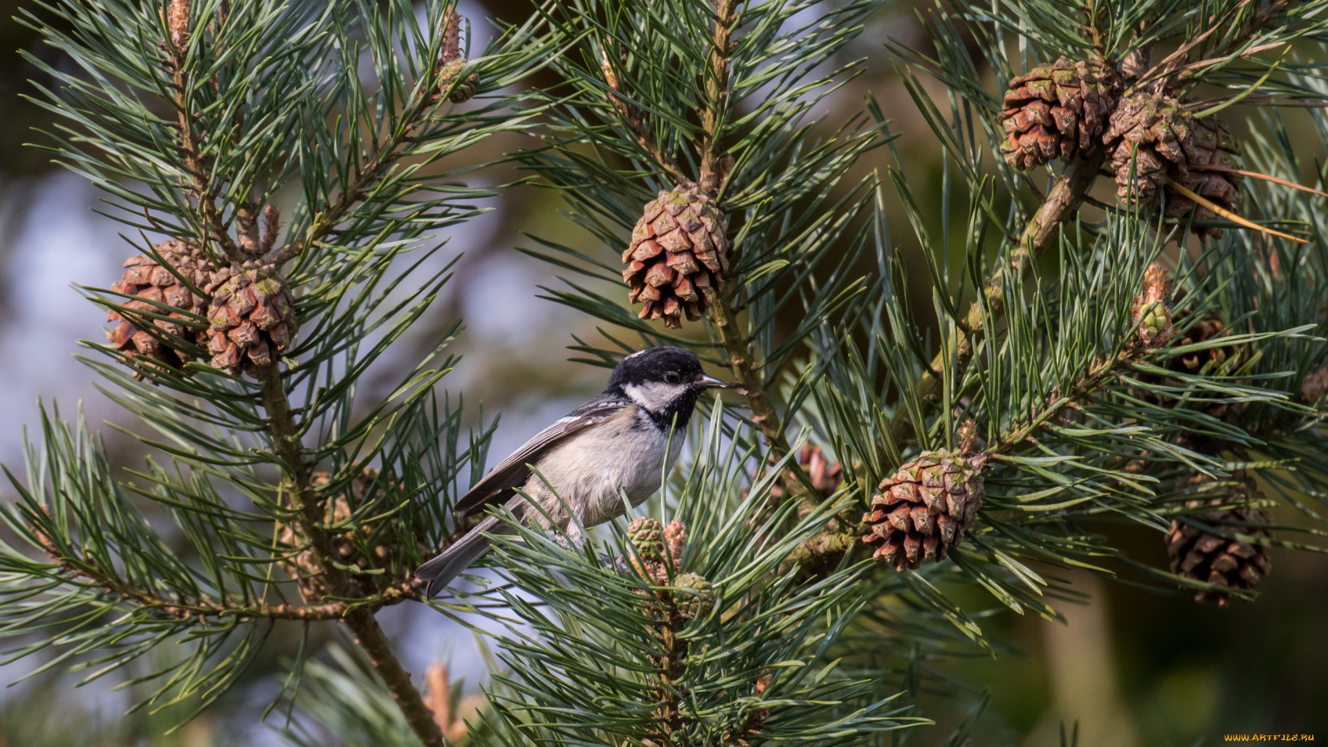 животные, синицы, , лазоревки, Чёрная, синица, московка, сосна, шишки, птица, ветки, иголки