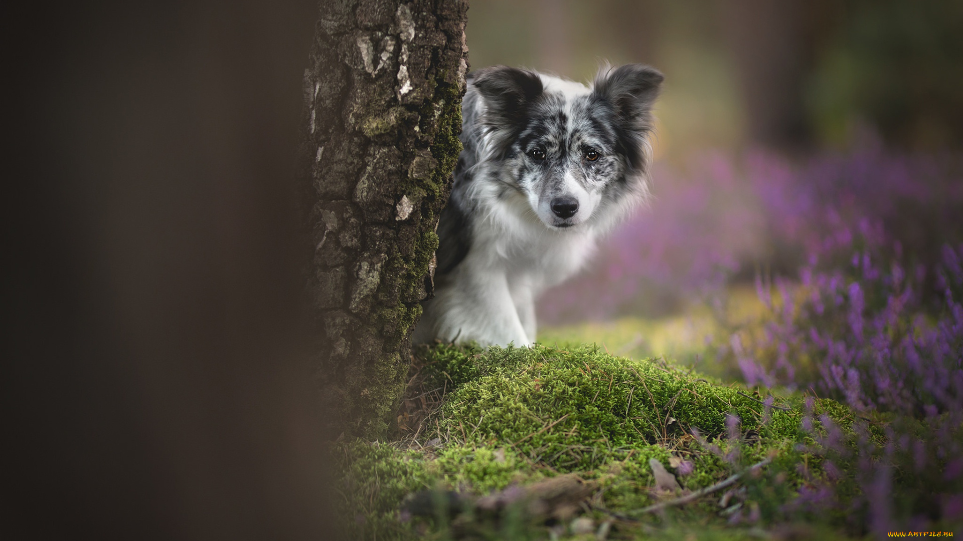 животные, собаки, боке, дерево, собака, взгляд, мох