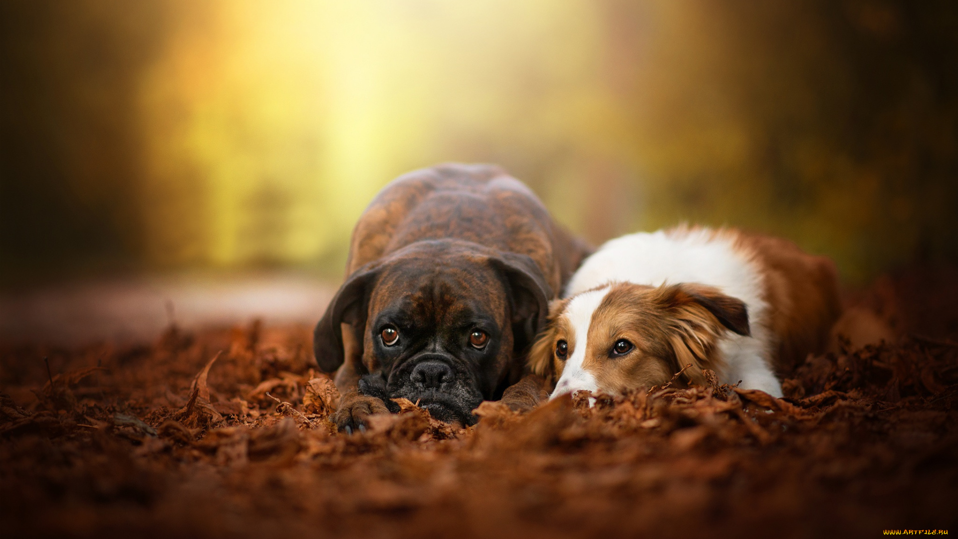 животные, собаки, боке, пара, листья, осень