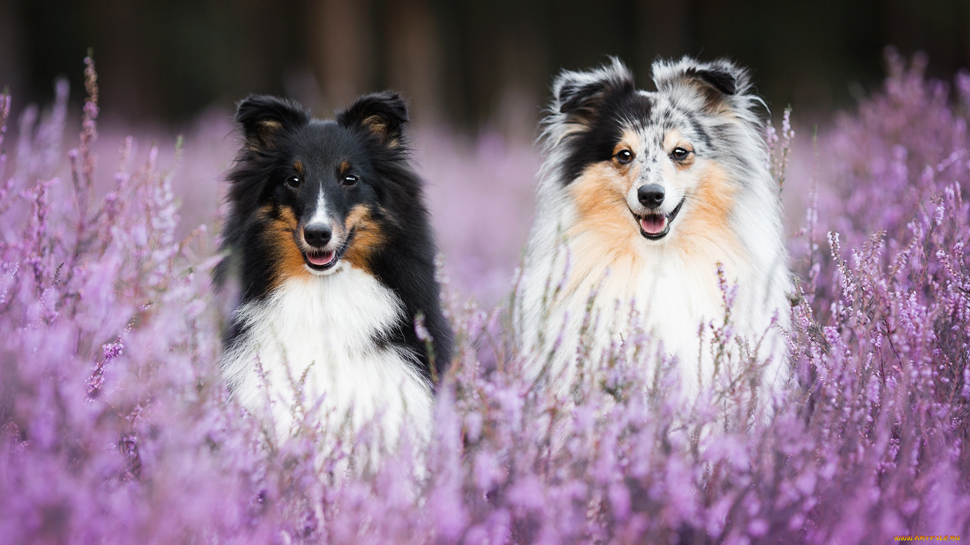 животные, собаки, две, боке