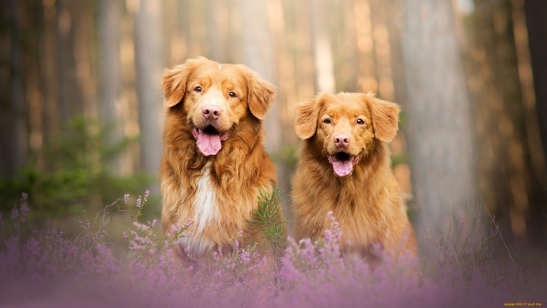 животные, собаки, две, боке, вереск, пара, лес