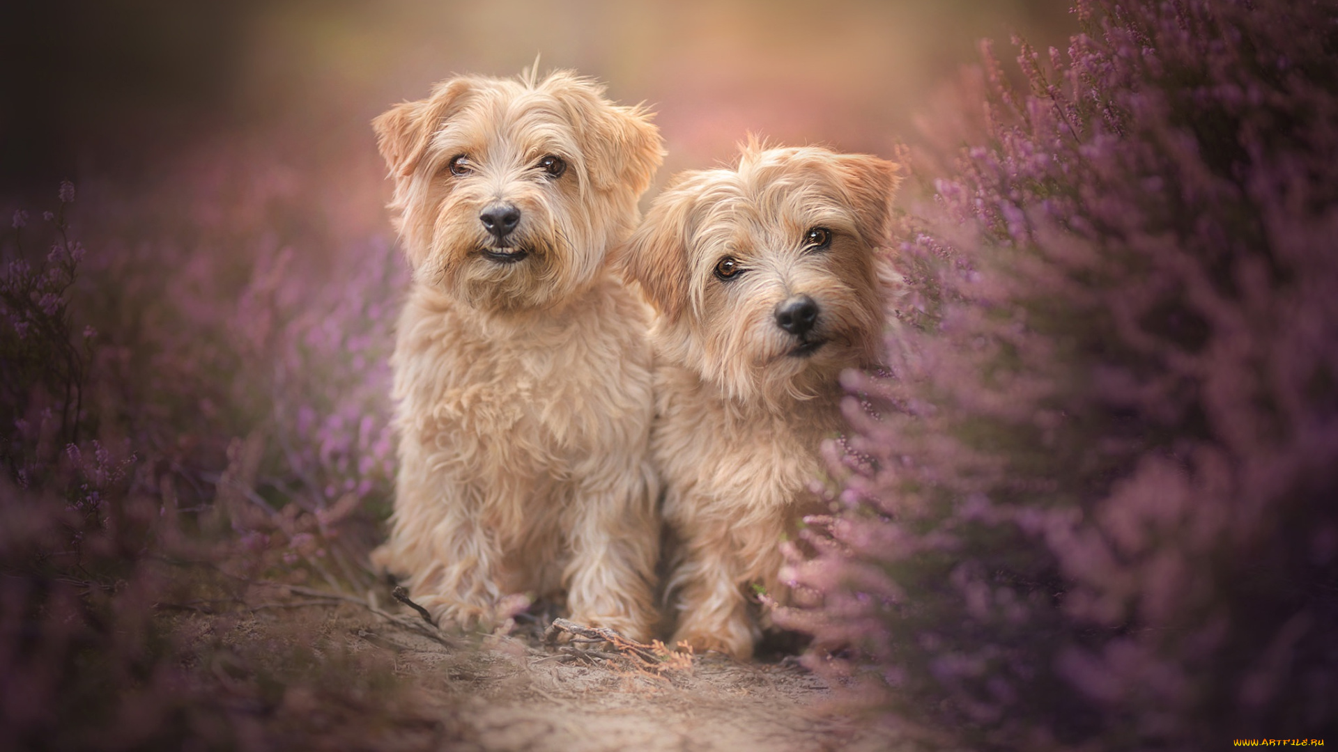 животные, собаки, две, двойняшки, пара, вереск