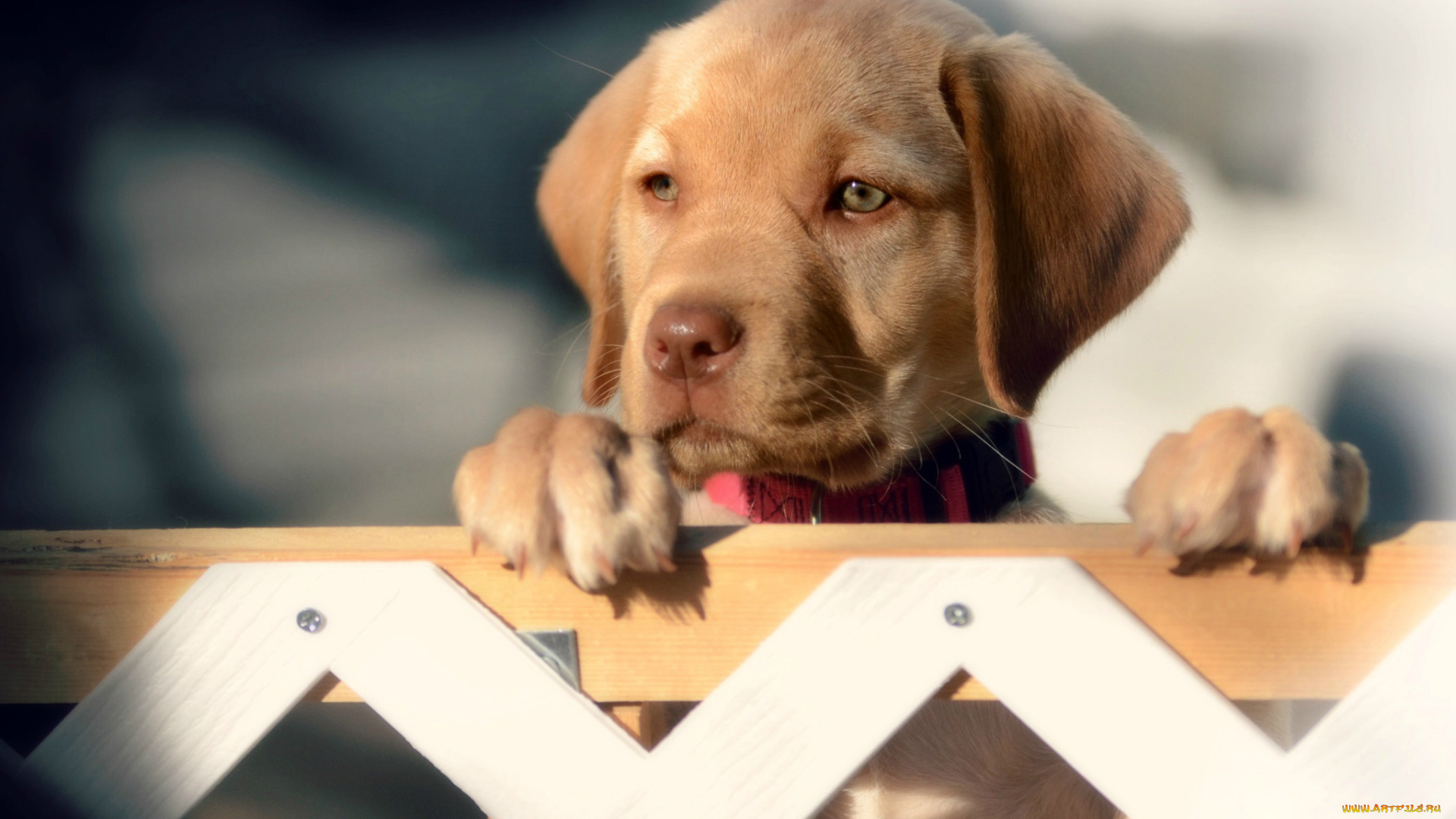 животные, собаки, лабрадор-ретривер, щенок, мордочка, взгляд, забор, собака