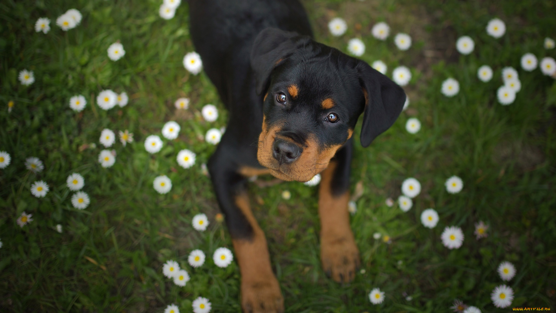животные, собаки, маргаритки, мордашка, щенок, ротвейлер, собака, цветы, взгляд