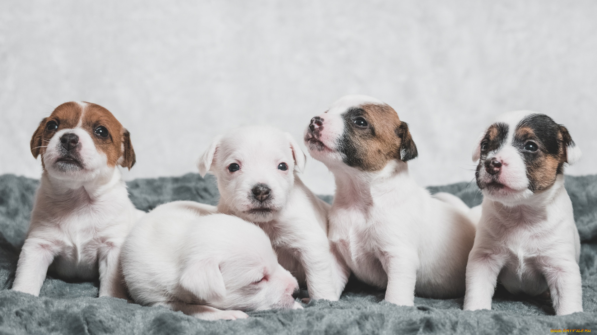 животные, собаки, щенки