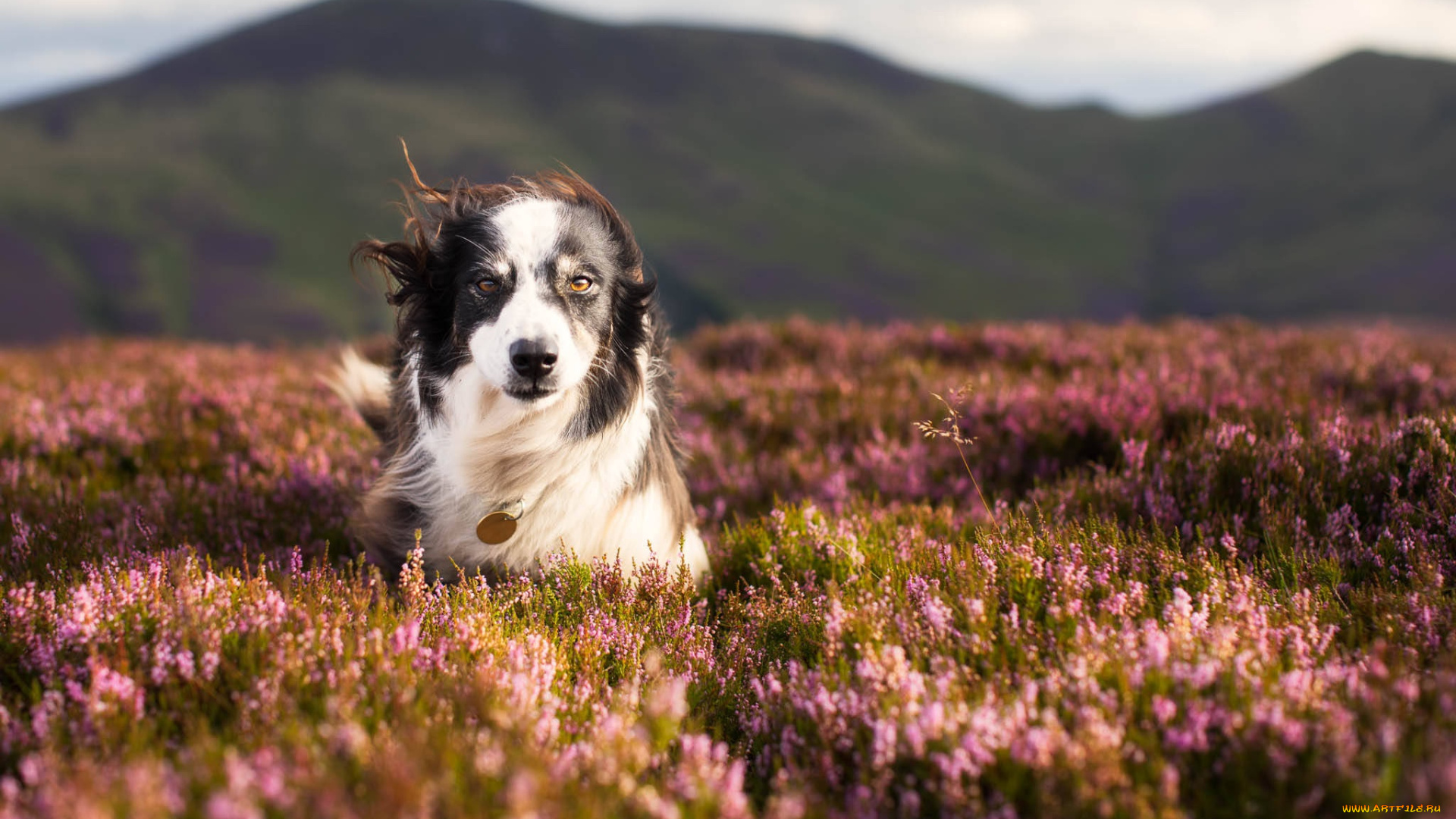 животные, собаки, собака, природа, вереск, прогулка, луг