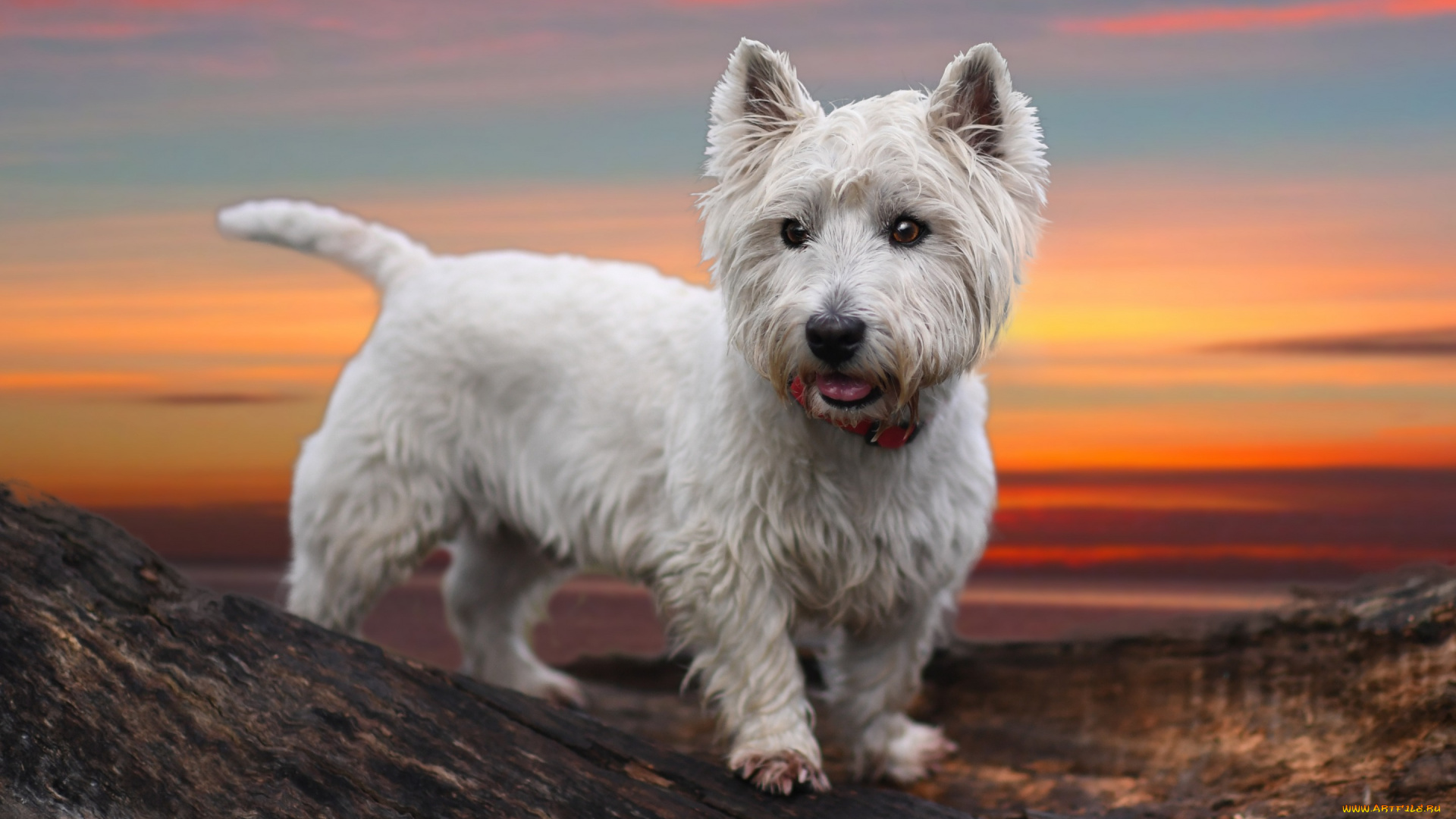 животные, собаки, собака, закат