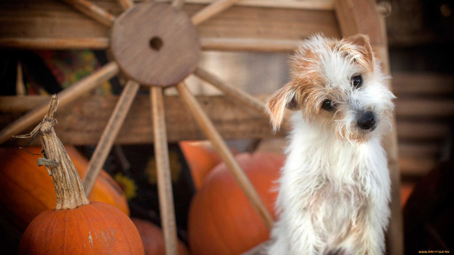 животные, собаки, тыквы, пёсик, колесо, собачонка