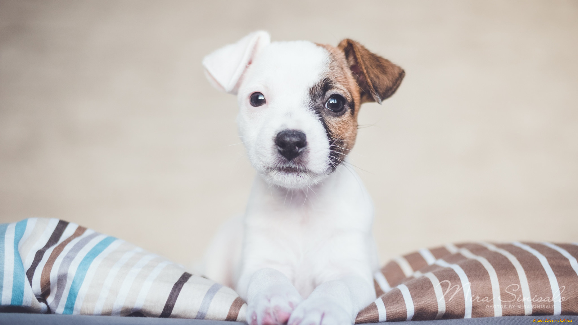 животные, собаки, взгляд, щенок, собака