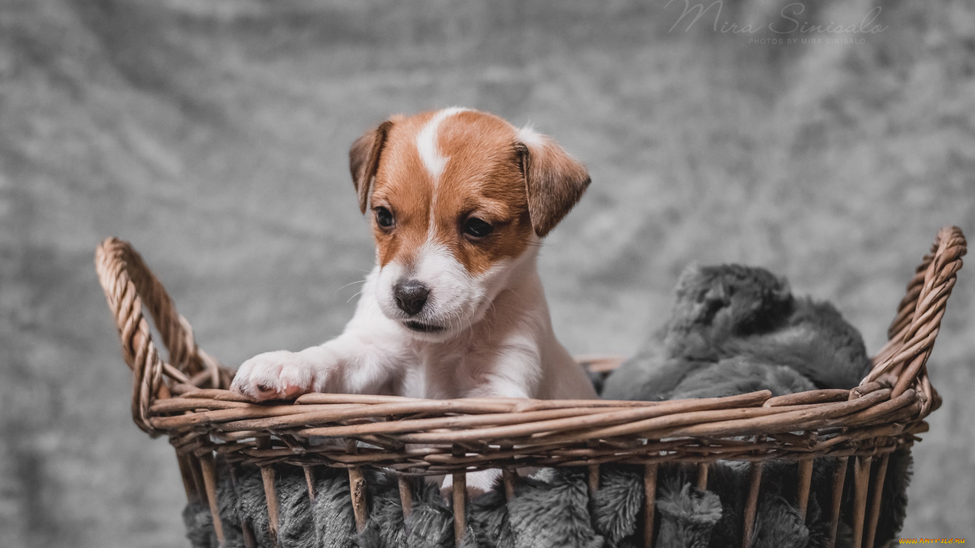 животные, собаки, взгляд, собака, щенок