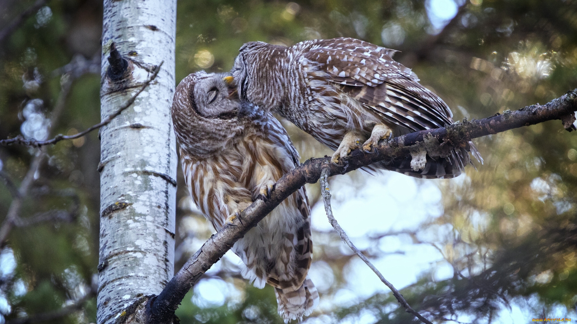 животные, совы, поцелуй, парочка, дерево, птицы
