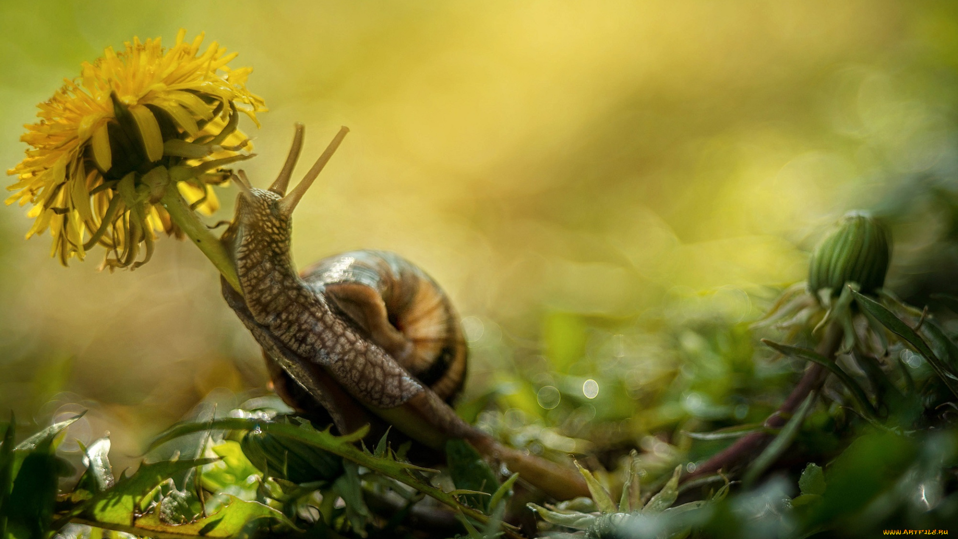 животные, улитки, улитка, цветок, одуванчик, макро