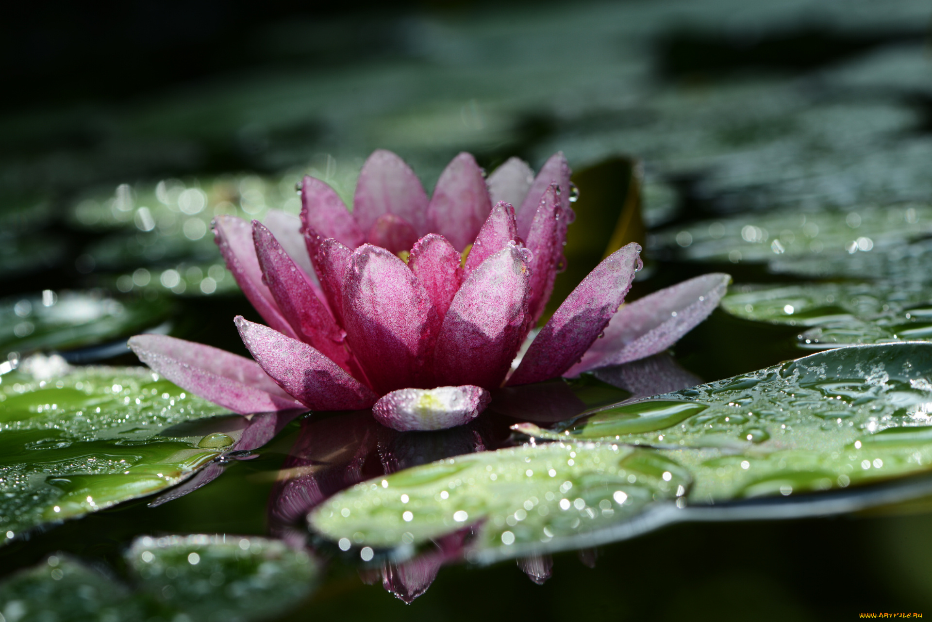 цветы, лилии, водяные, , нимфеи, , кувшинки, природа, макро, нимфея, водяная, лилия, капли, дождя, боке