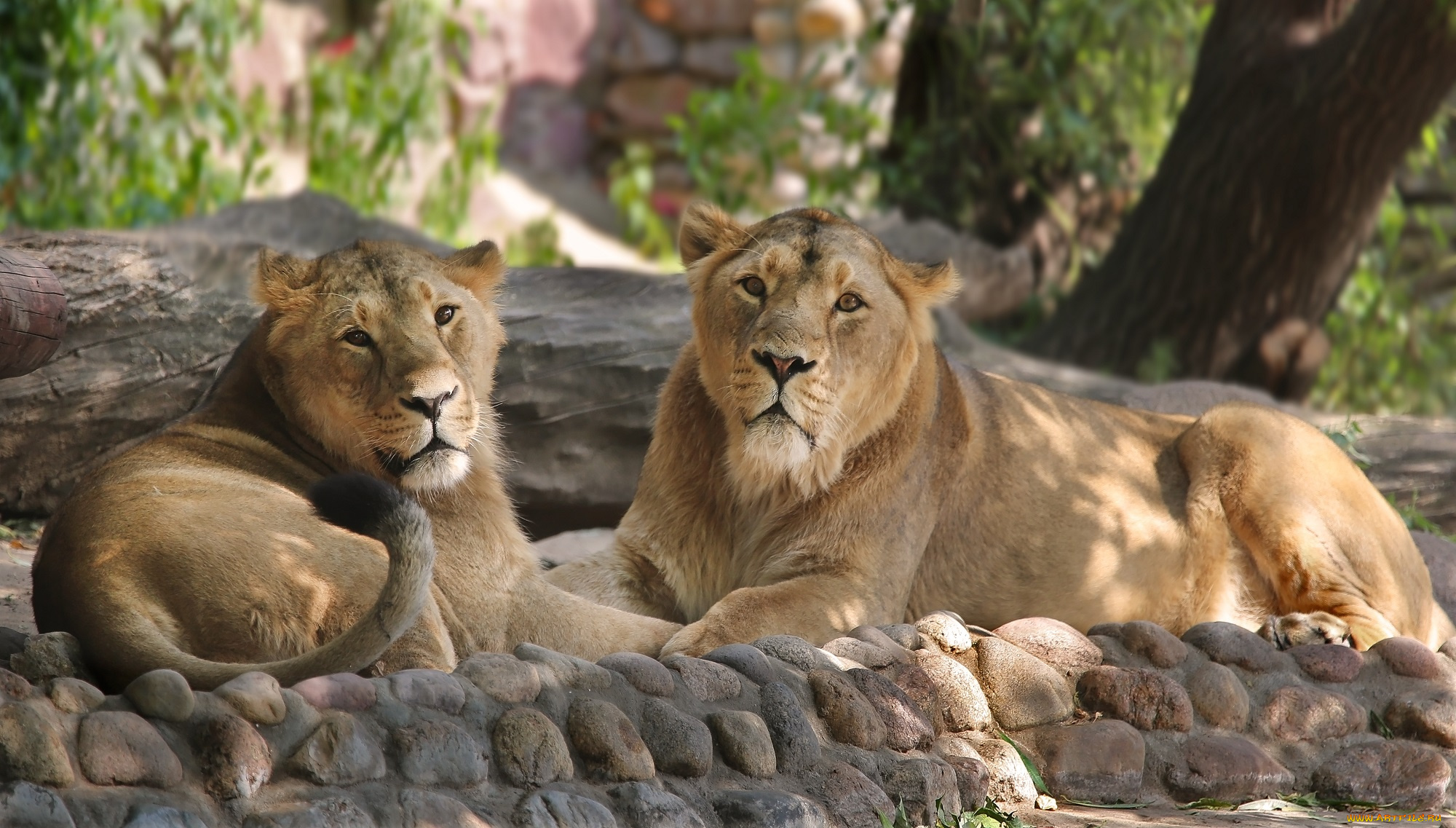 животные, львы, животный, мир, зарисовка, зоопарк, кошачьи, лето, лужайка, природа, семья, солнечно, сюжет, тени, хищники, экзотика, эмоции