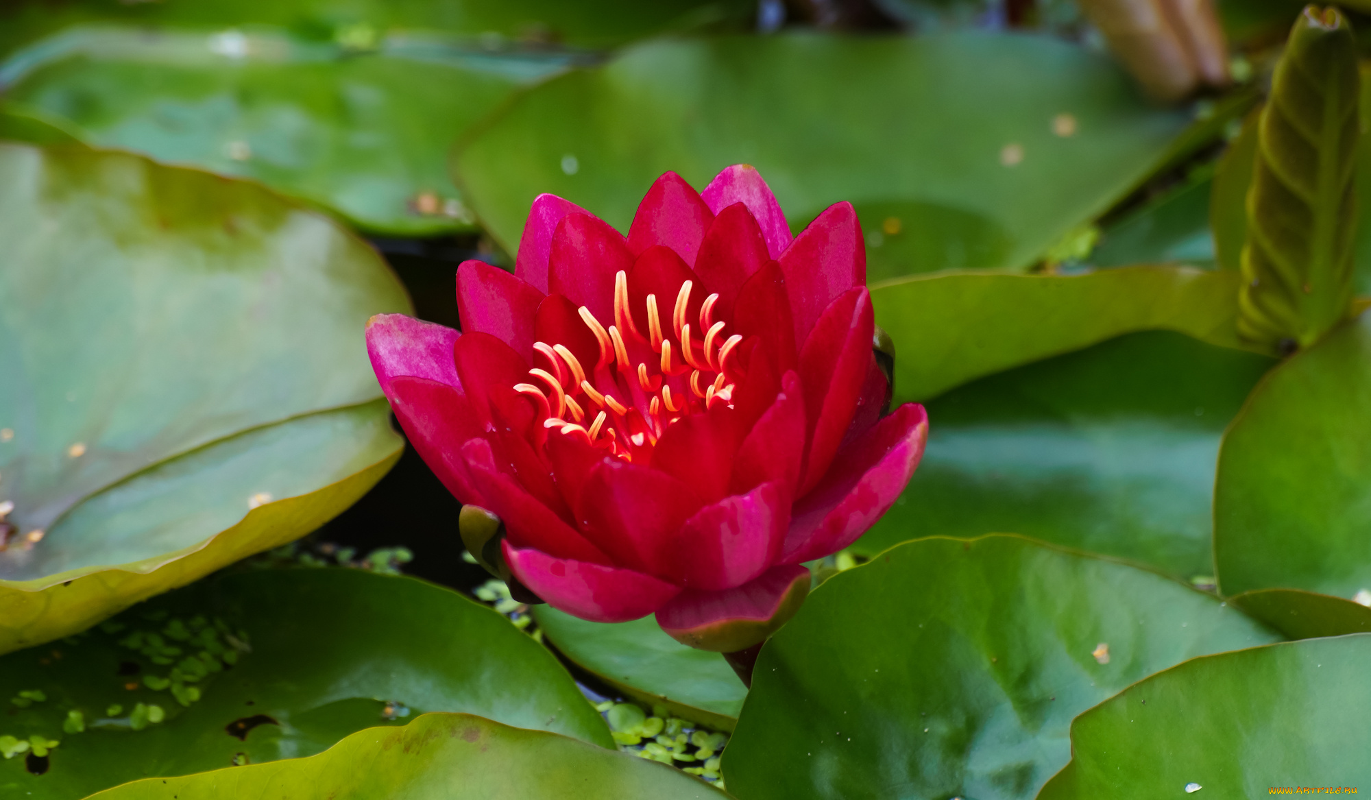 цветы, лилии, водяные, , нимфеи, , кувшинки, вода, нимфея, цветение, листья