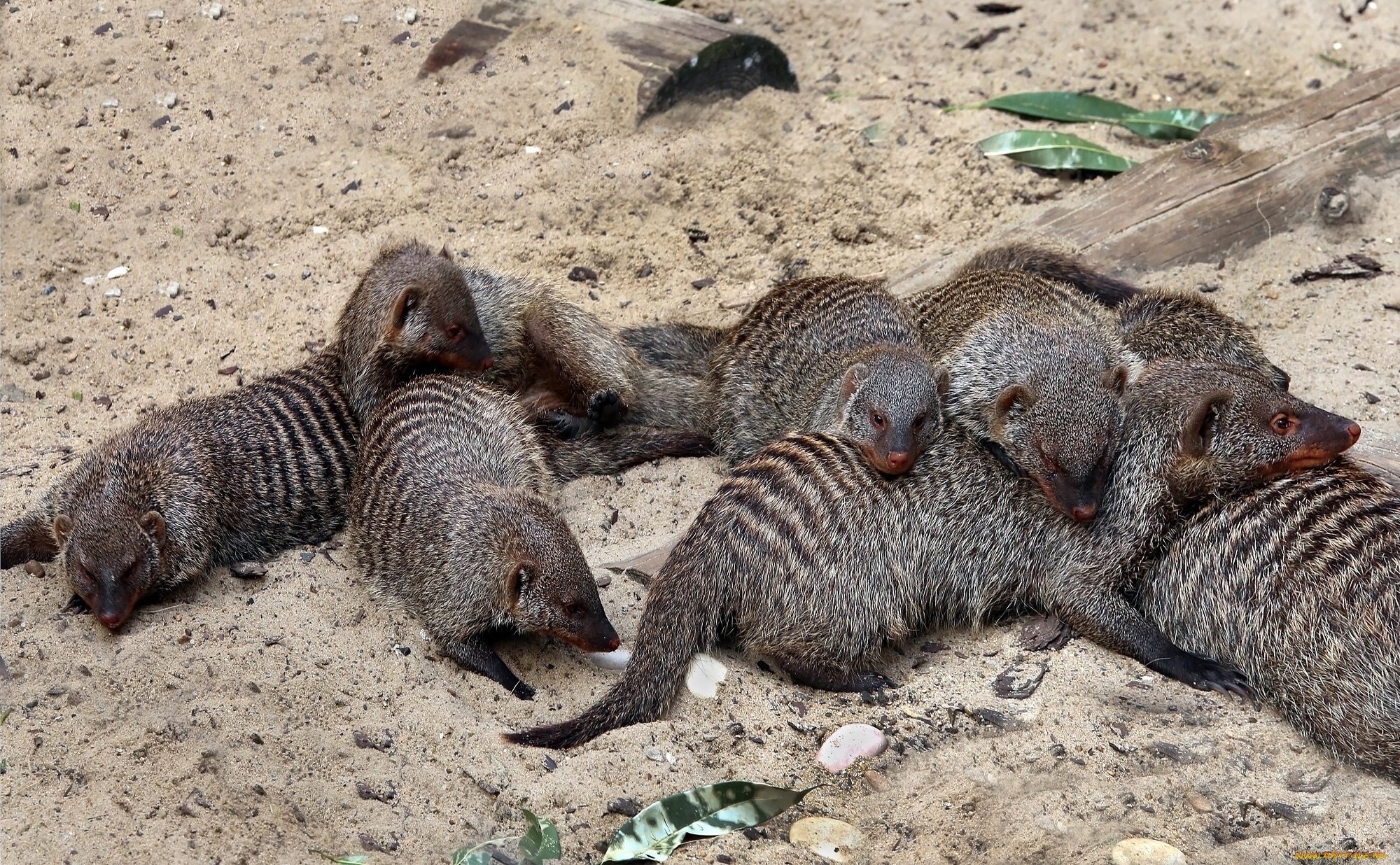 животные, мангусты, животный, мир, зоопарк, лежбище, отдых, песок, природа, семья, фауна, хищник, экзотика