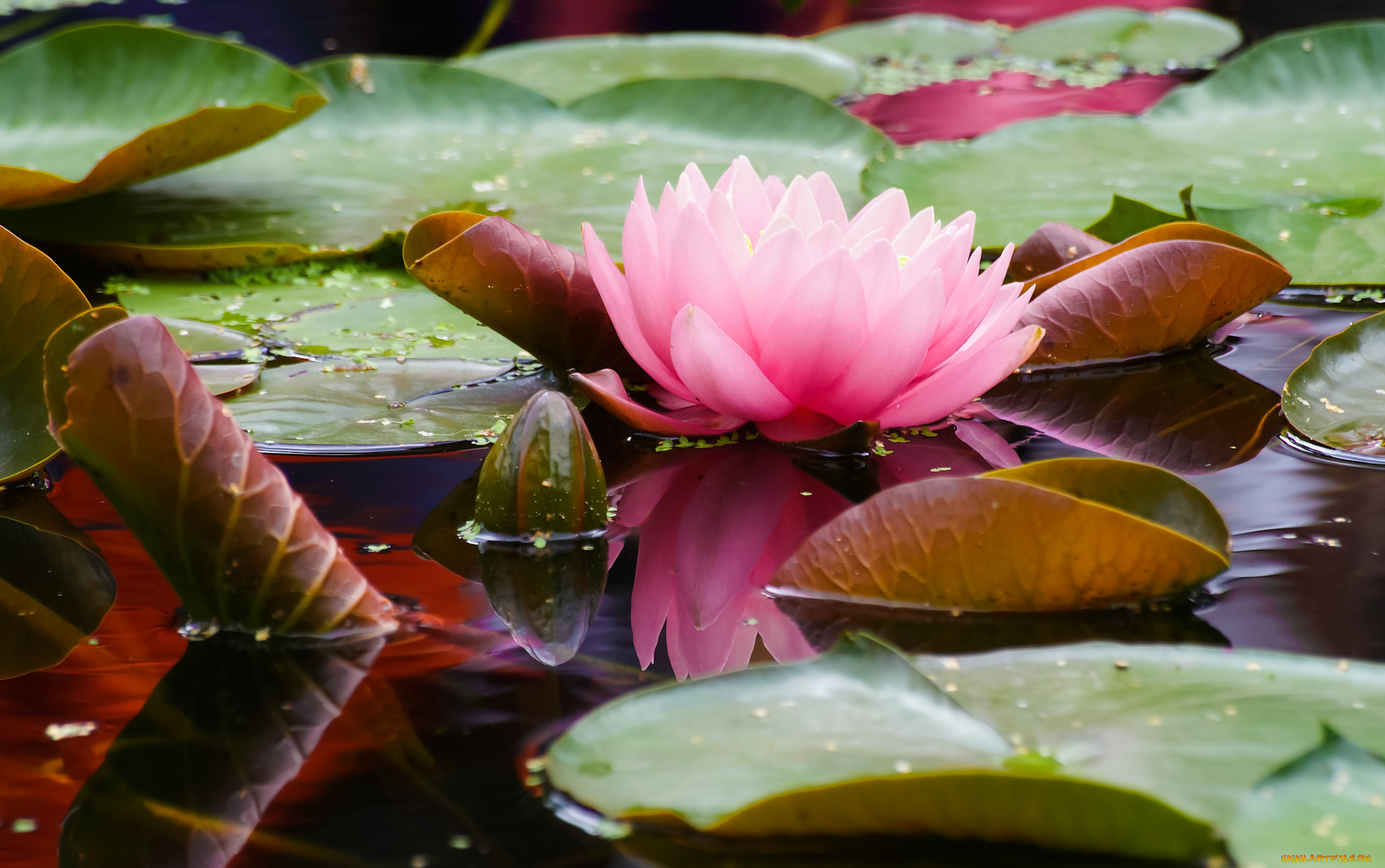 цветы, лилии, водяные, , нимфеи, , кувшинки, нимфея, цветение, вода, листья