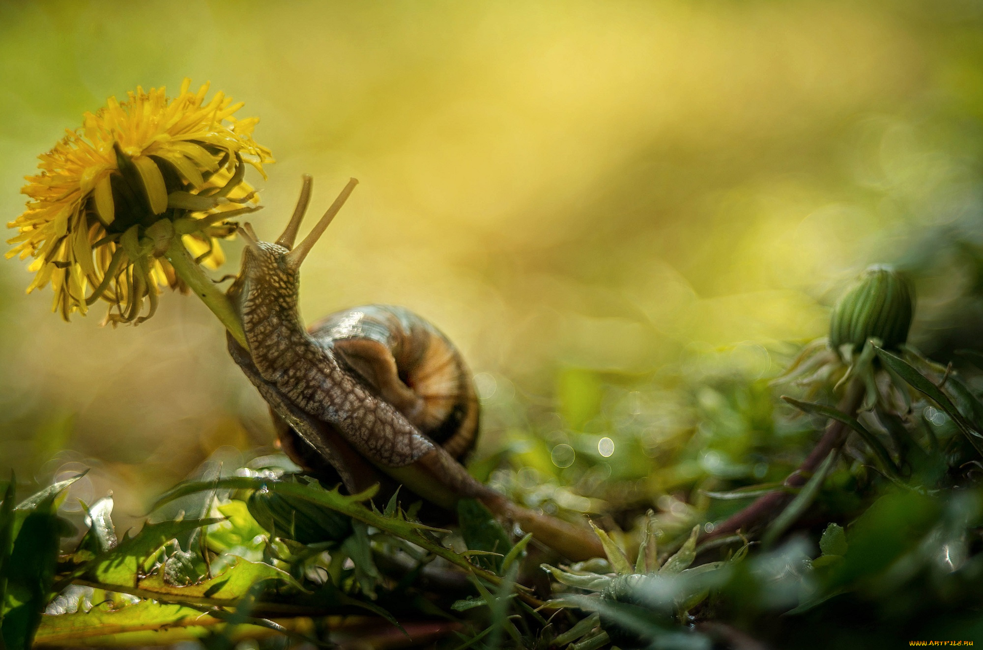 животные, улитки, улитка, цветок, одуванчик, макро