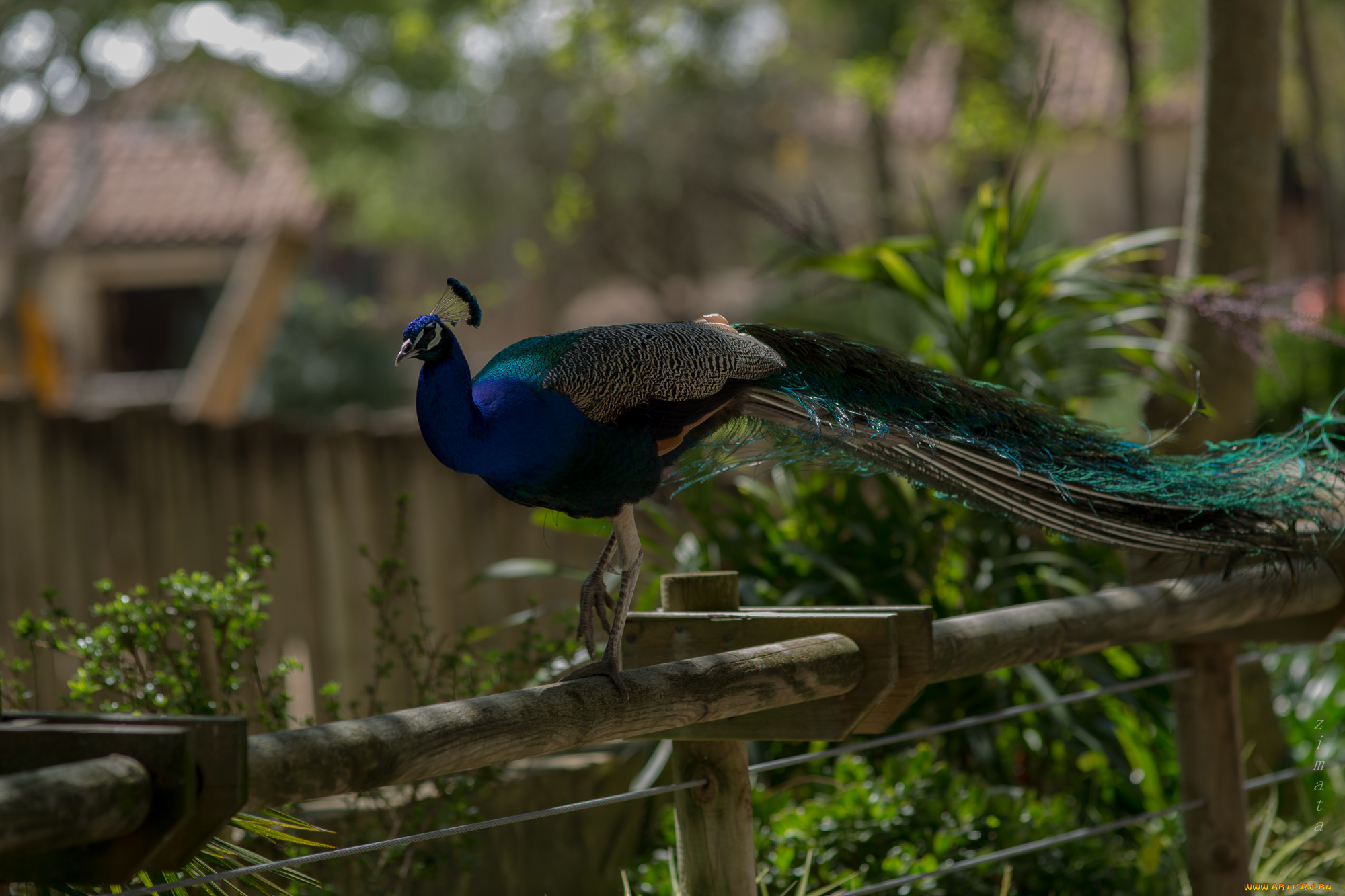 животные, павлины, окрас, цвета, павлин, перышки