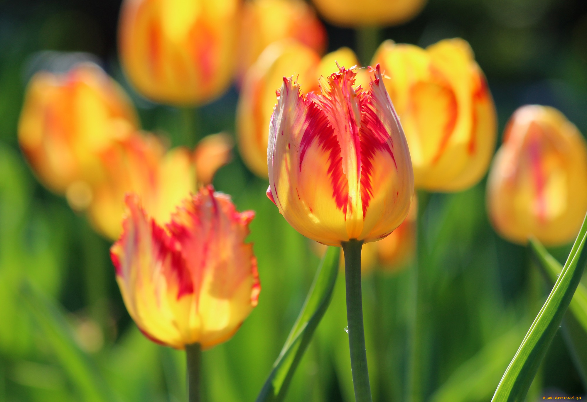 цветы, тюльпаны, лепестки, бутоны, цветение, капли