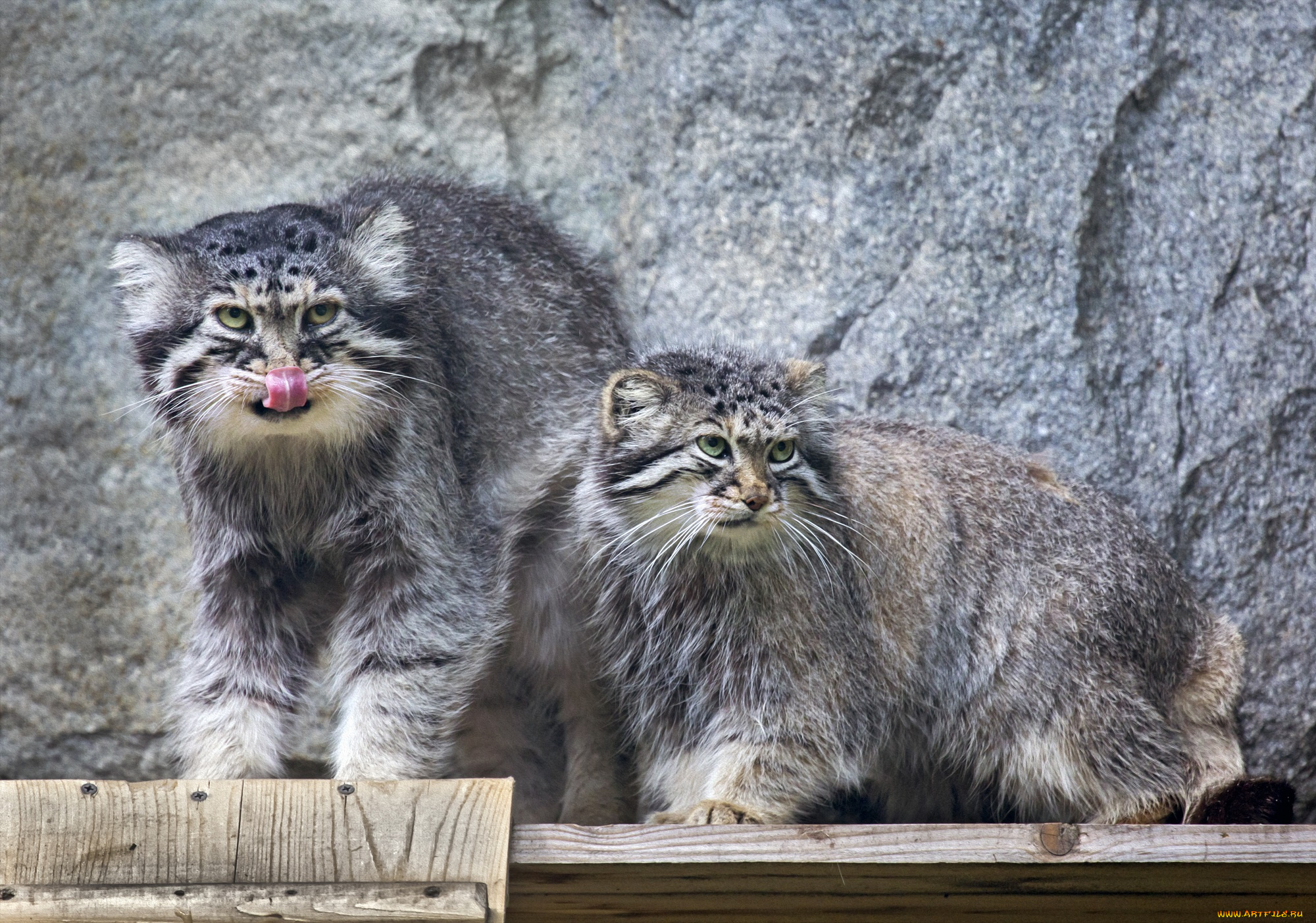 животные, дикие, кошки, дикие, кошки, живность, животный, мир, звери, зверь, зоопарк, кошачьи, манул, манулы, млекопитающие, московский, пара