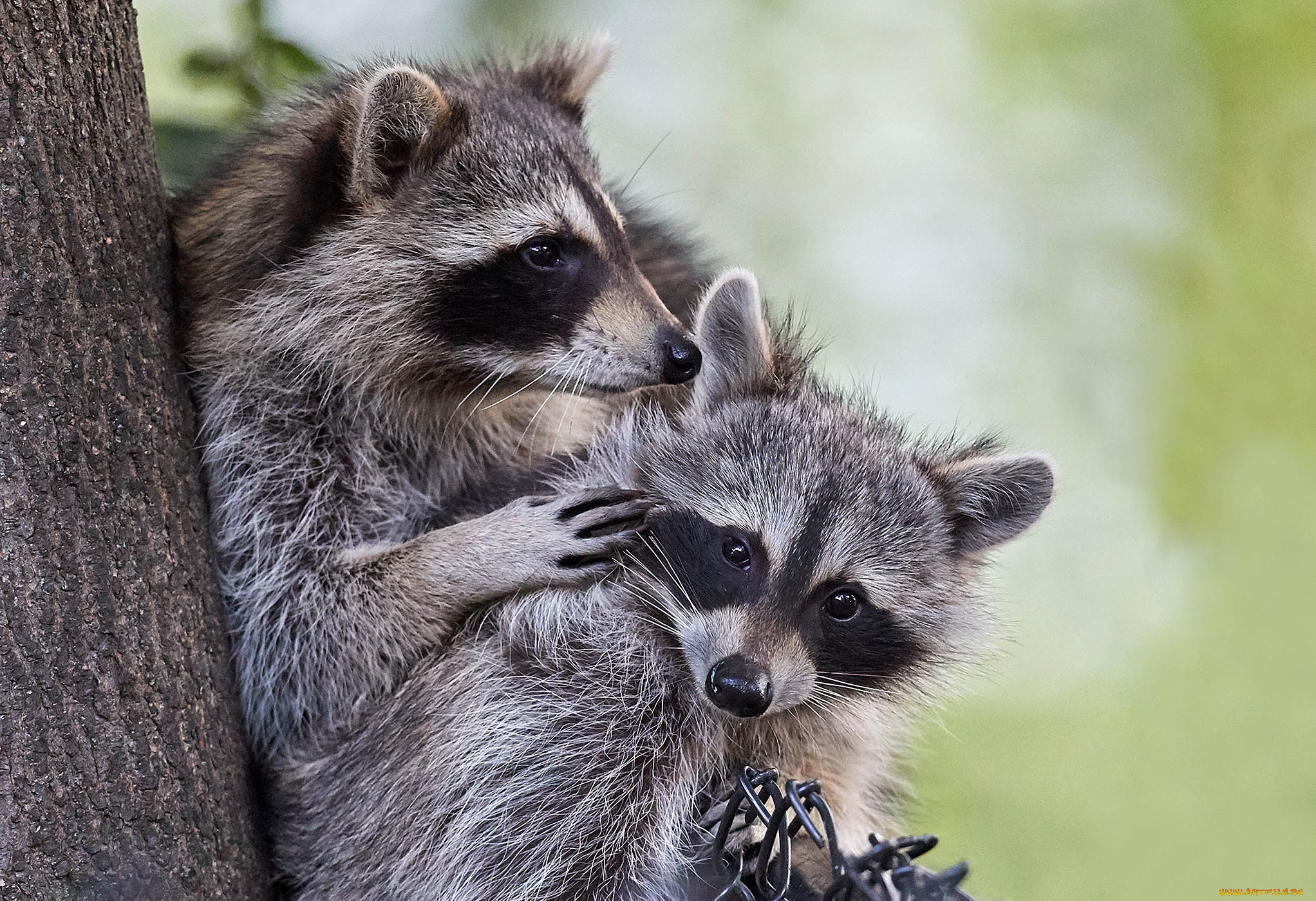 животные, еноты, парочка, два, енота