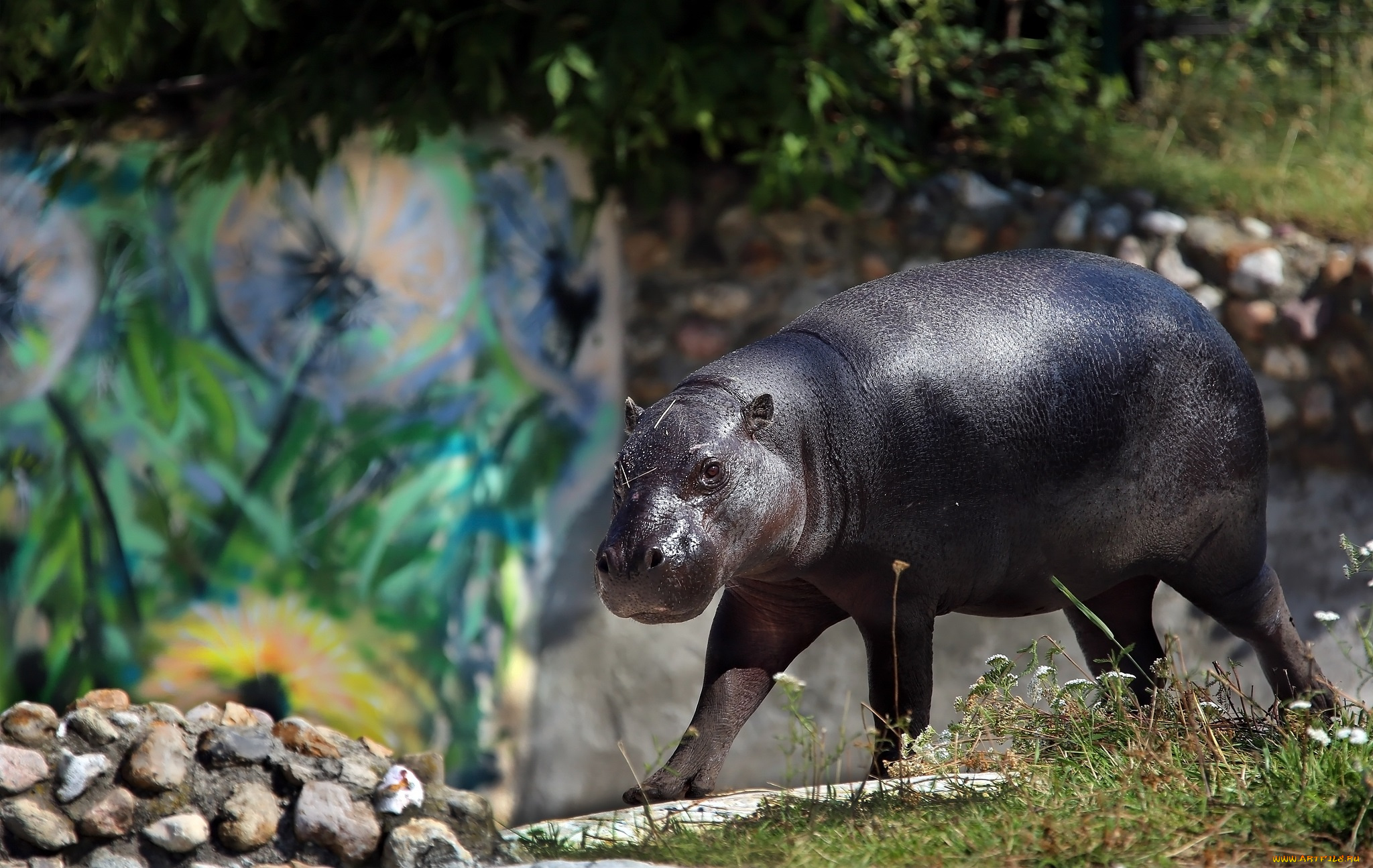 животные, бегемоты, бегемот, животный, мир, зарисовка, зоопарк, камни, лето, лужайка, походка, природа, солнечно, сюжет, экзотика