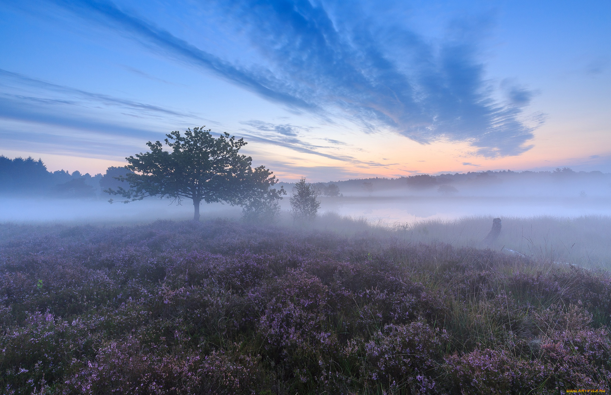 природа, деревья, туман