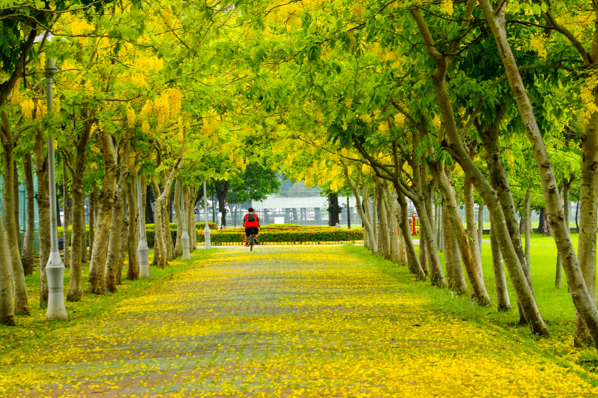 природа, дороги, парк