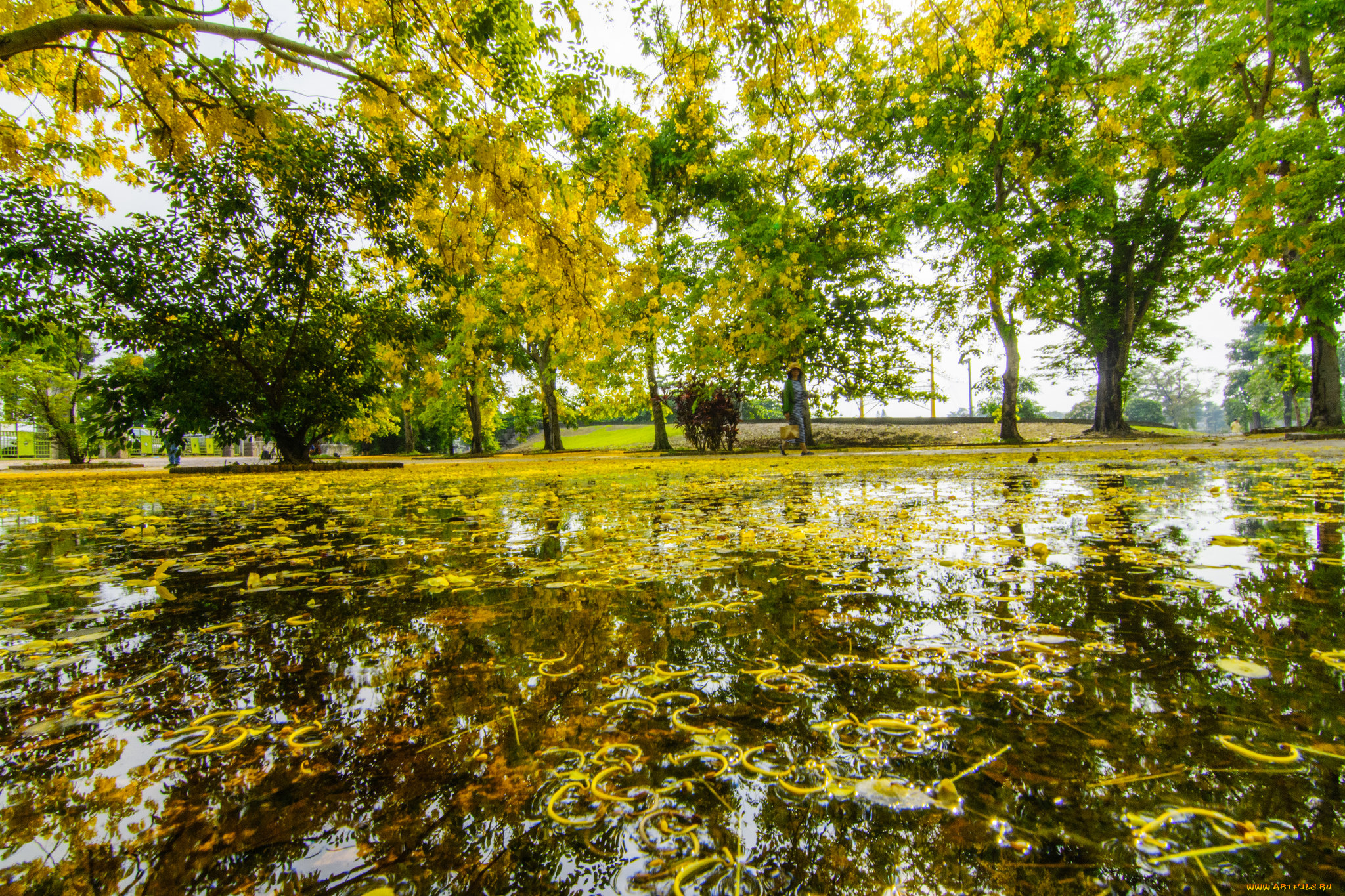 природа, парк, деревья, вода