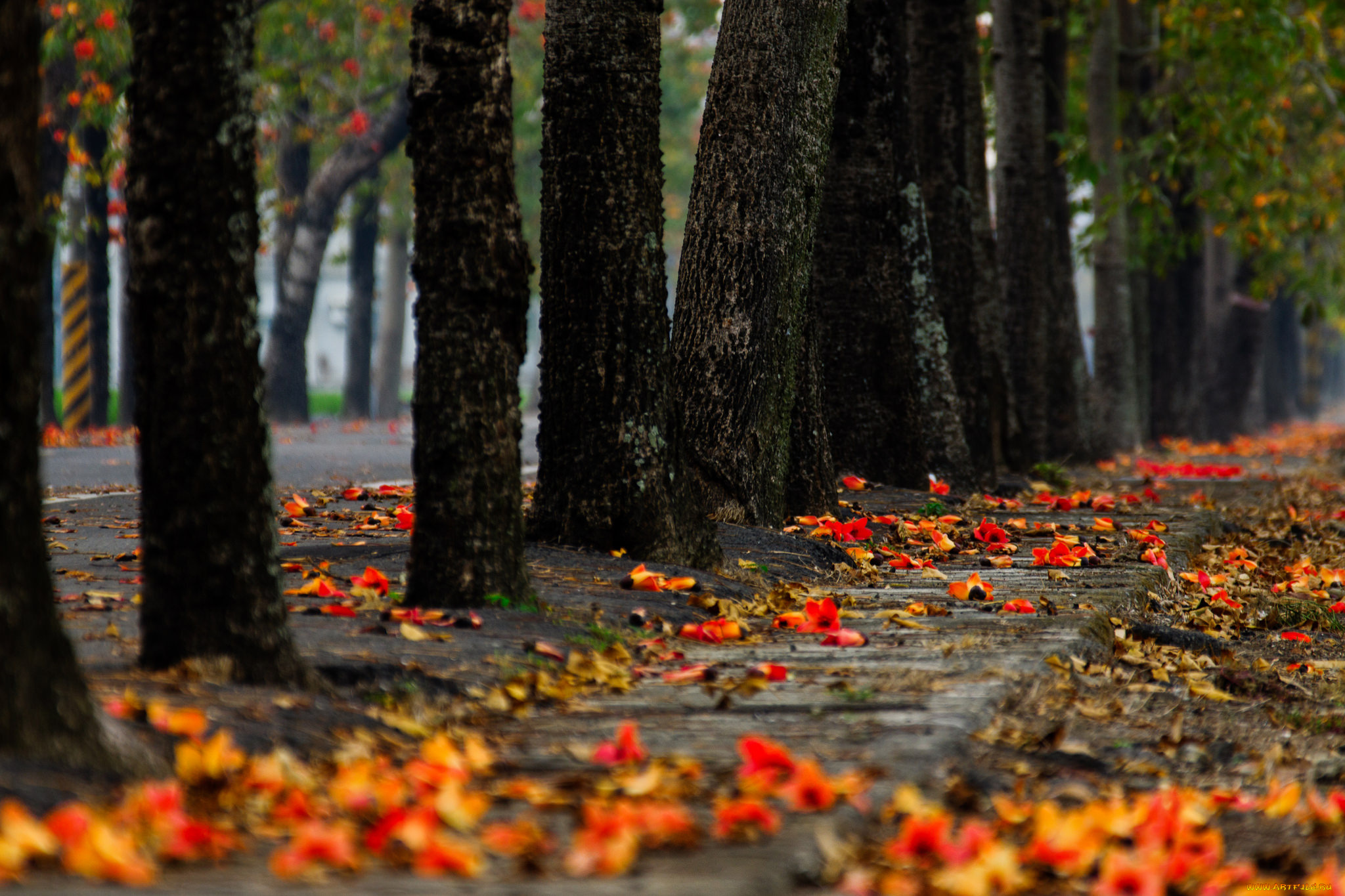 природа, парк, осень