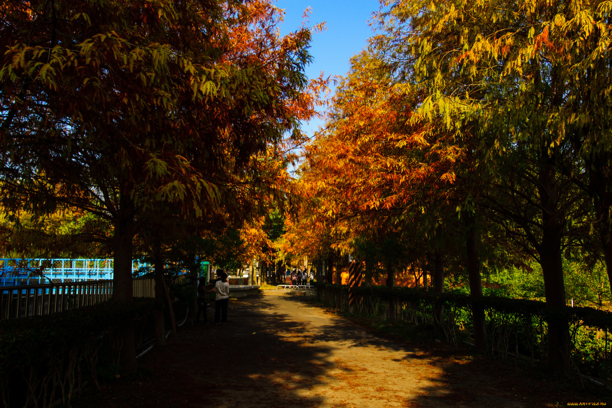 природа, парк, осень