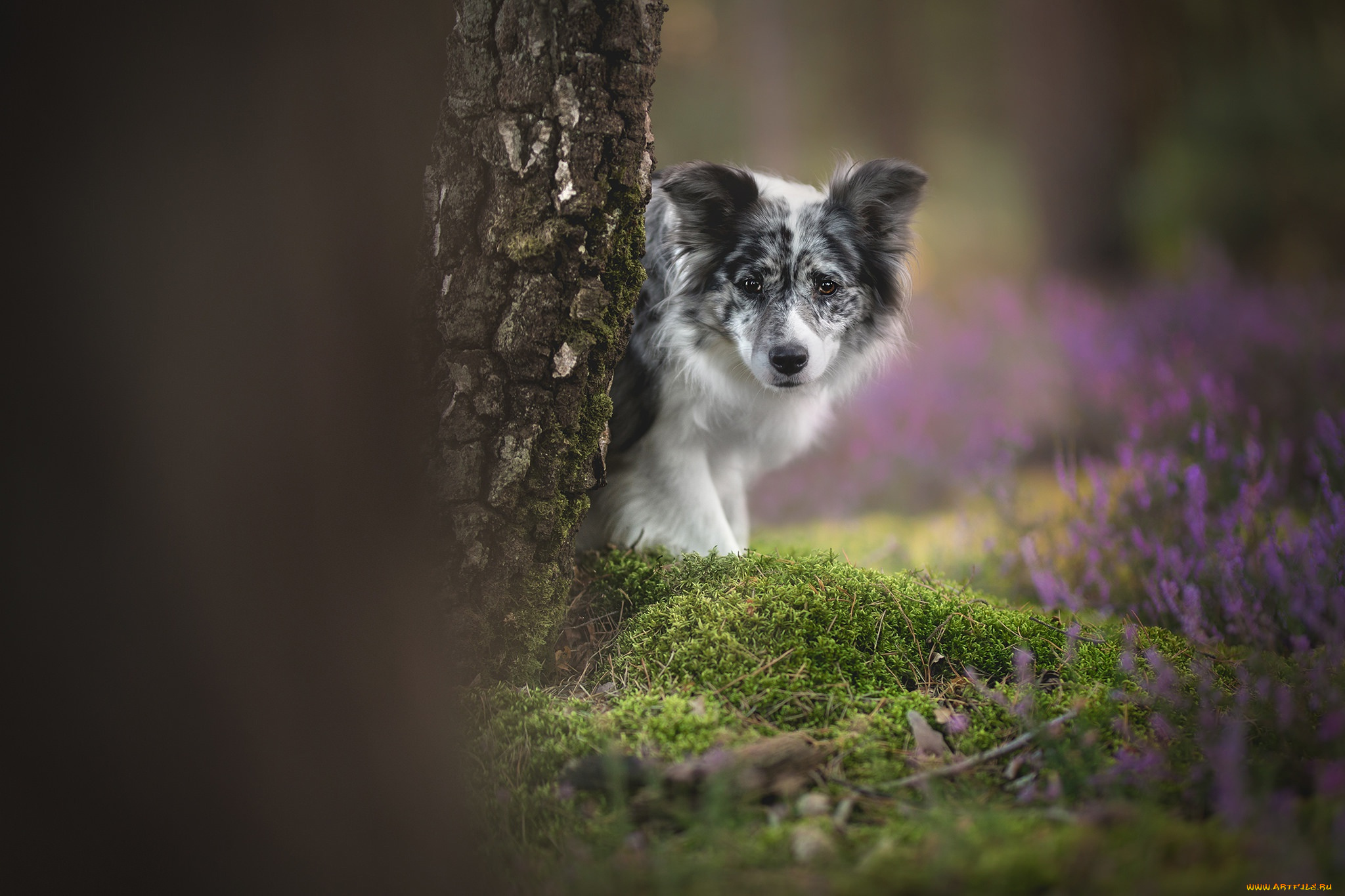 животные, собаки, боке, дерево, собака, взгляд, мох